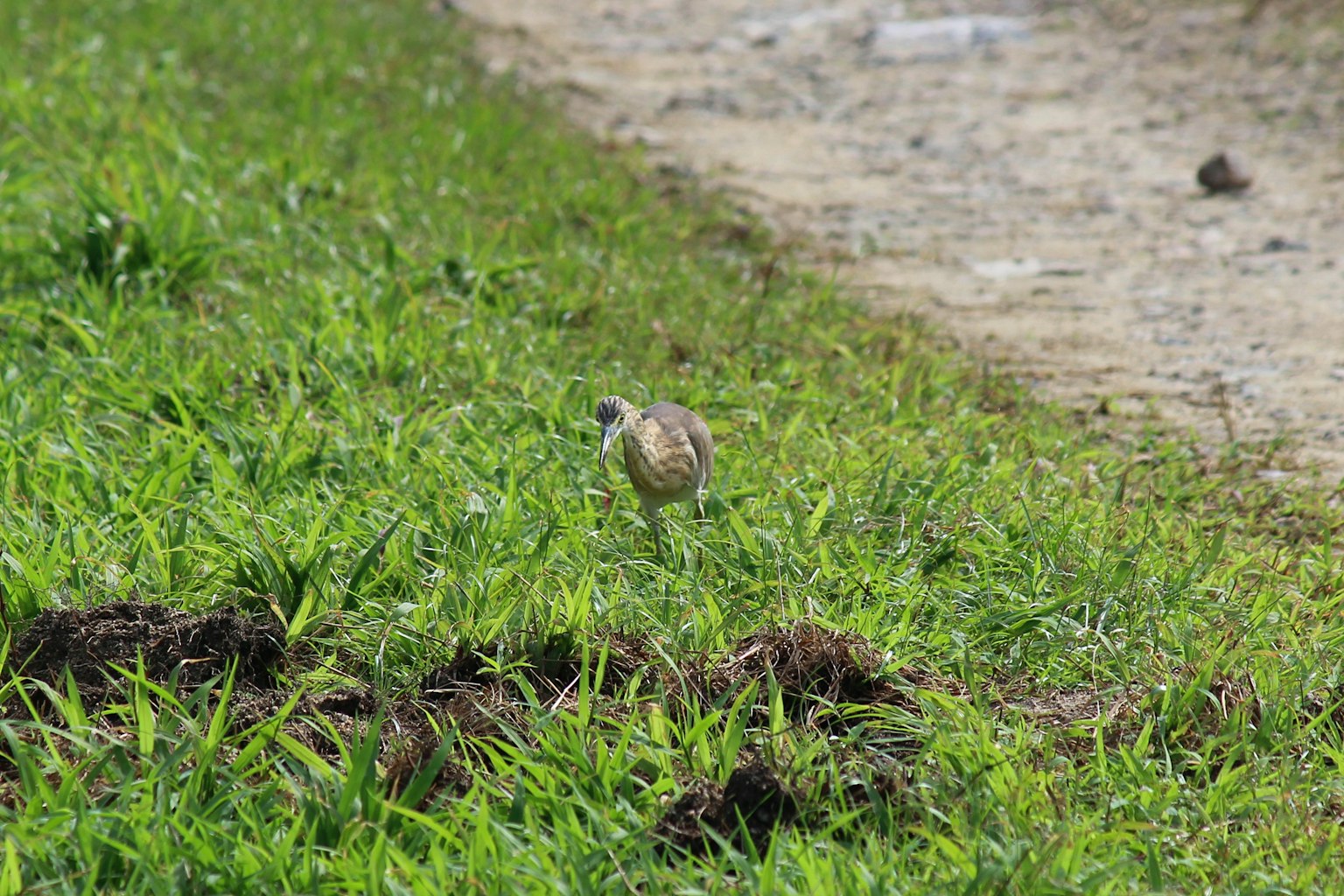 A small bird walking among the grass