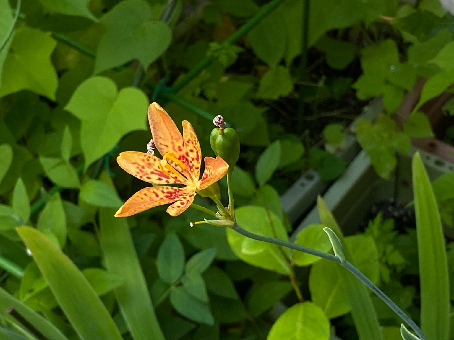 Flor naranja rodeada de follaje verde