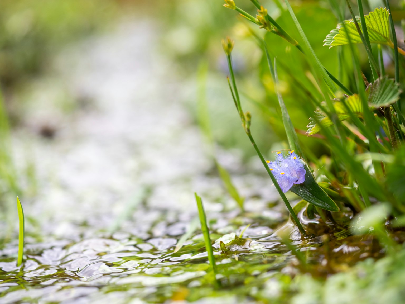 Ein kleiner Bach mit grünem Gras und einer lila Blume