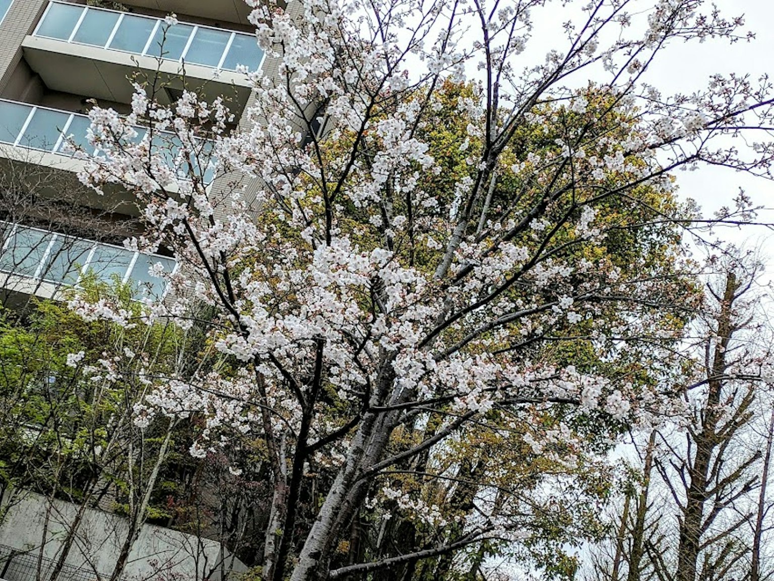 Cherry blossom tree in bloom with an apartment building in the background