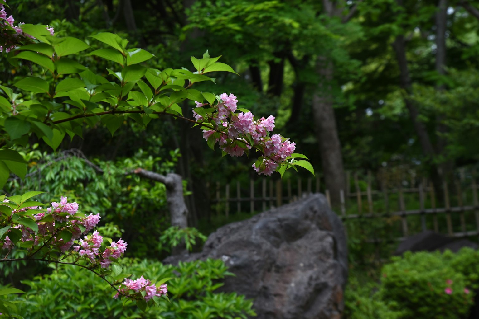Une vue pittoresque avec de délicates fleurs roses sur fond vert luxuriant