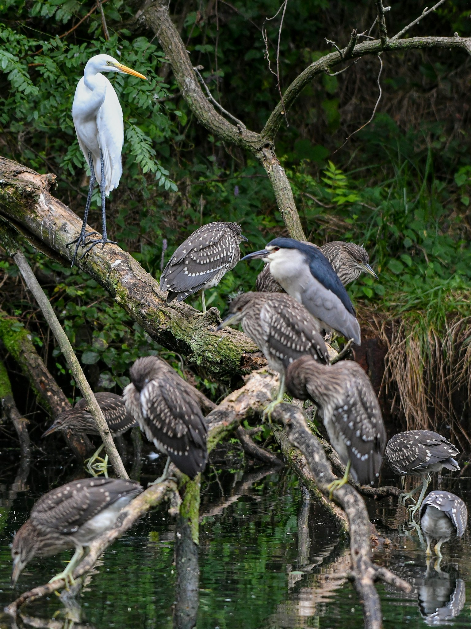 นกกระสาขนาดใหญ่ยืนอยู่บนกิ่งไม้พร้อมกับนกกระสากลุ่มหนึ่งที่นั่งพักอยู่ใกล้ๆ