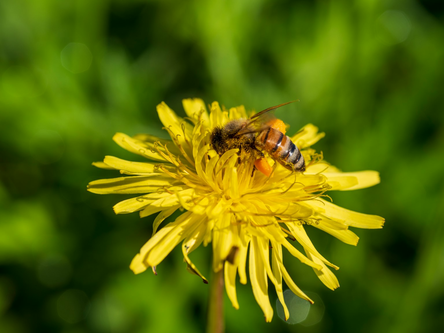 Biene auf einer gelben Löwenzahnblüte