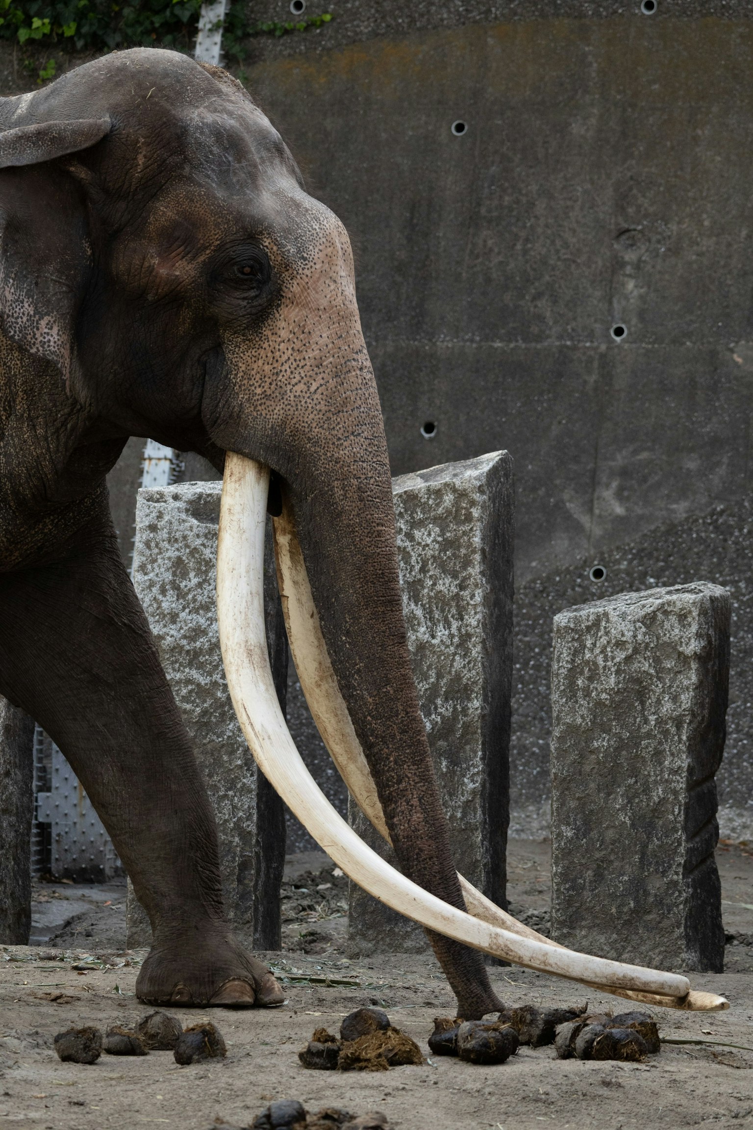 動物園中長牙的象