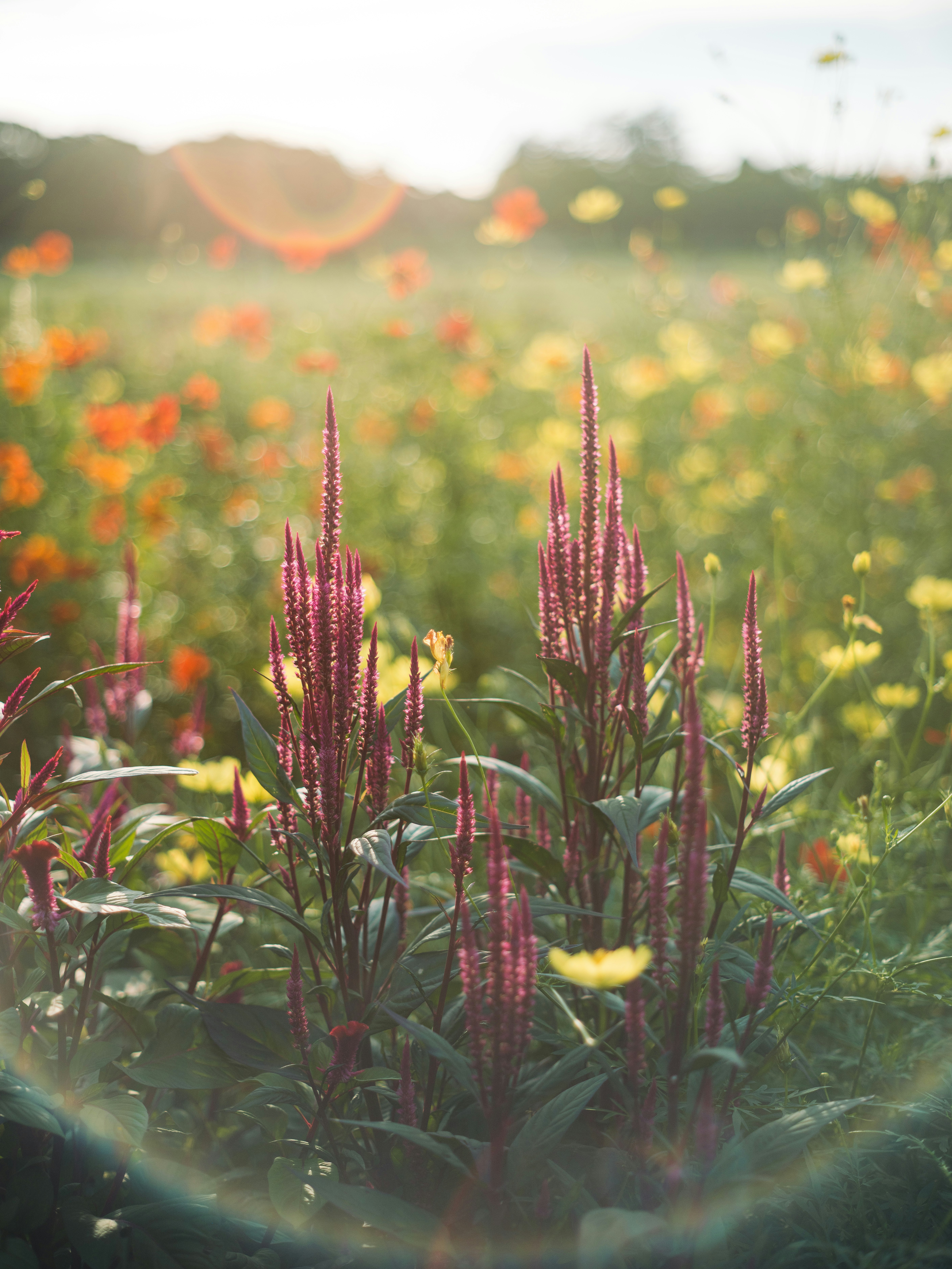 花畑で揺れる赤紫の穂のある植物の群生