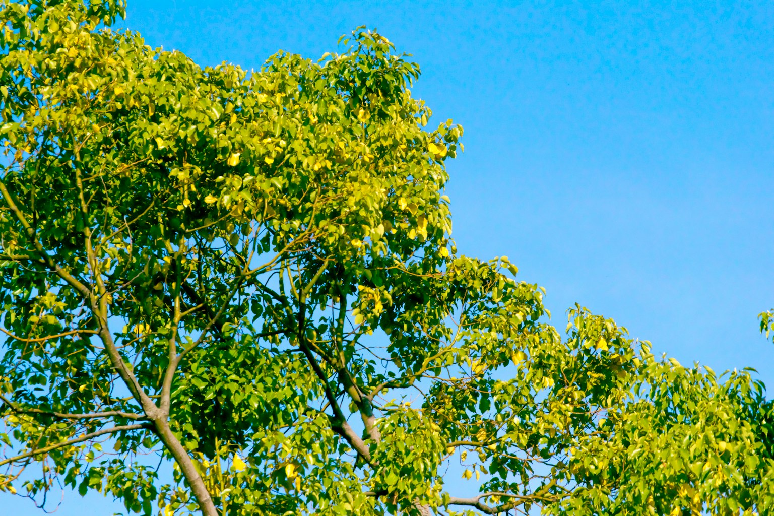 Parte superior de un árbol frondoso contra un cielo azul