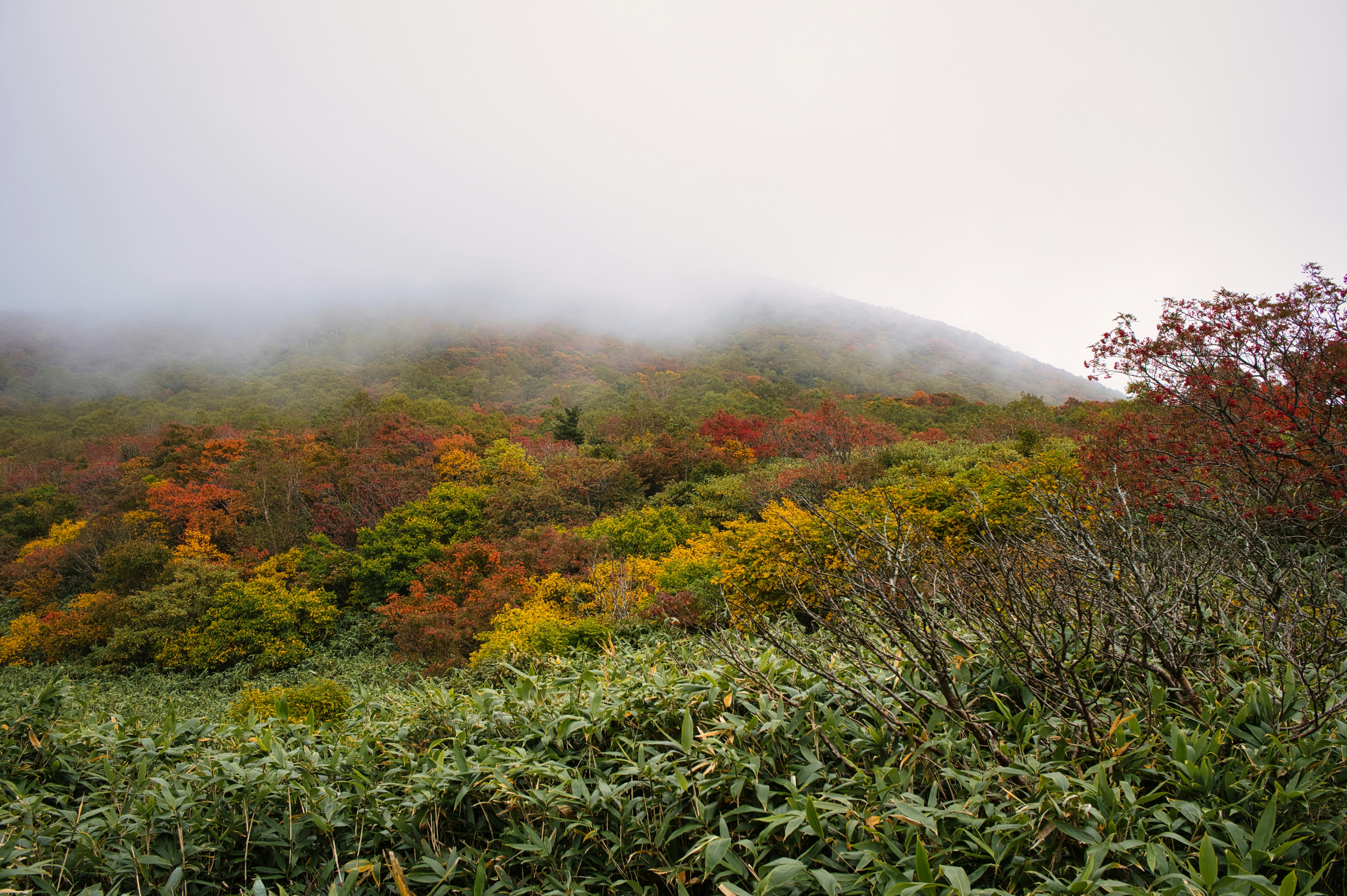 Paisaje montañoso brumoso con follaje de otoño y bosque verde