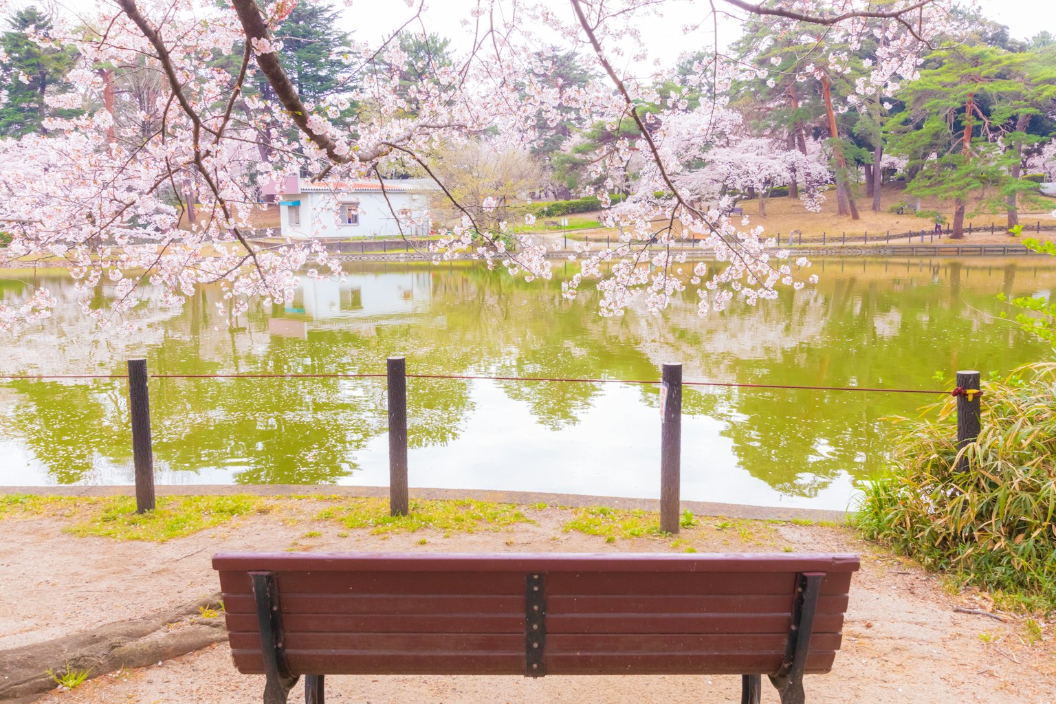 Scenic view of a bench by a pond surrounded by cherry blossom trees
