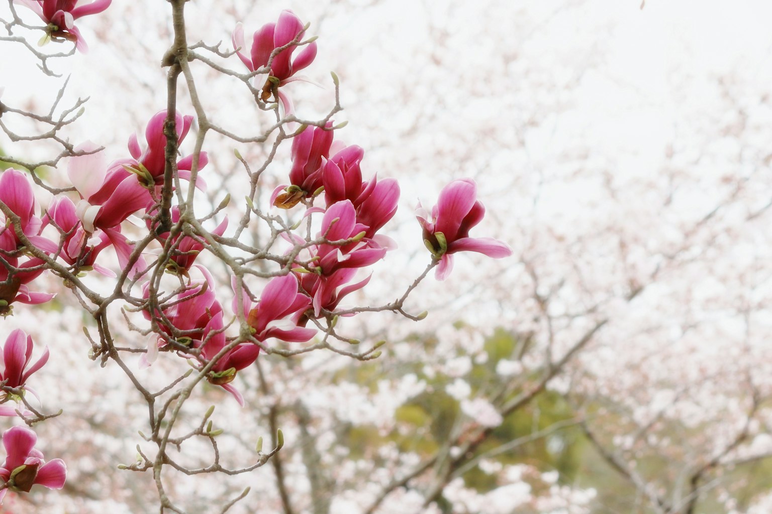Nahaufnahme von schönen rosa Magnolienblüten an einem Zweig