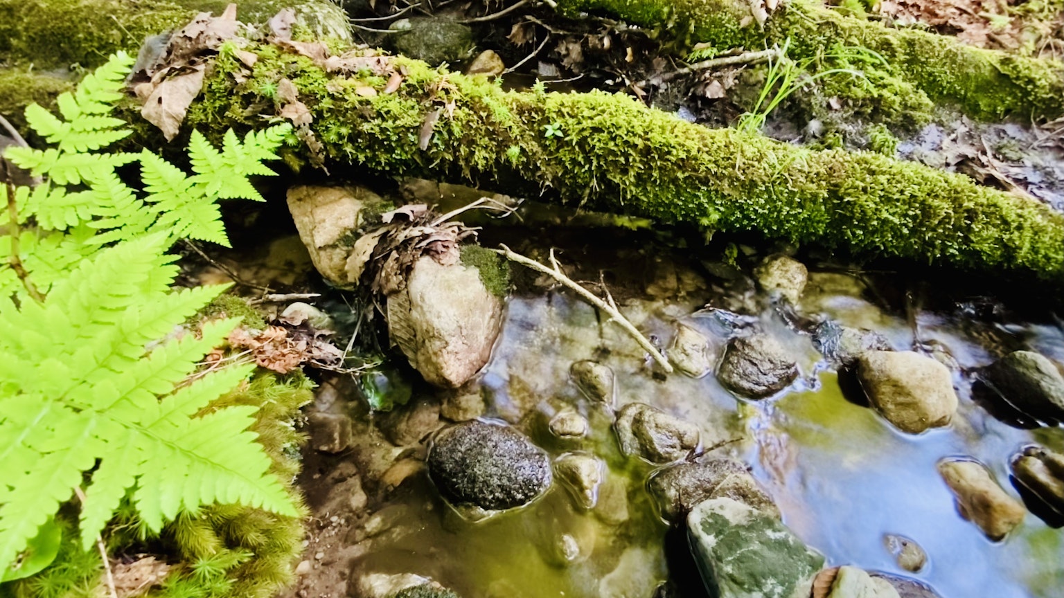 Scena naturale con un tronco coperto di muschio e un ruscello con pietre