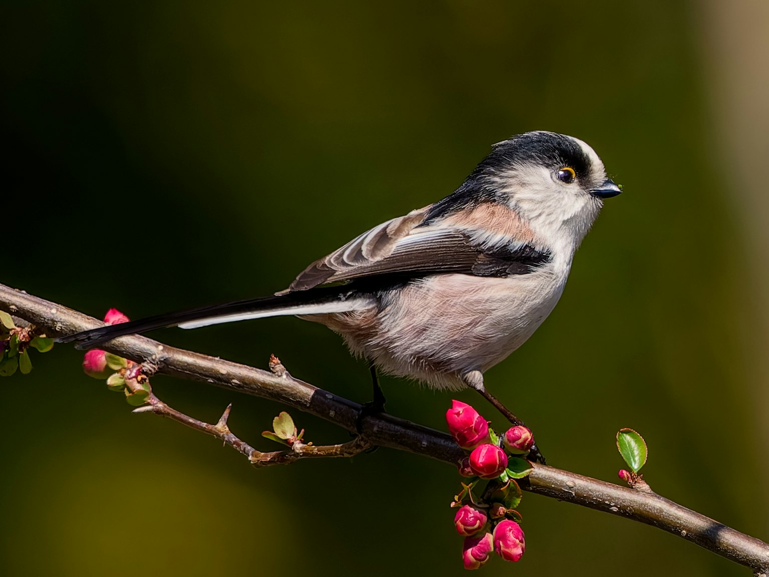 Un petit oiseau perché sur une branche fleurie avec un fond vert flou