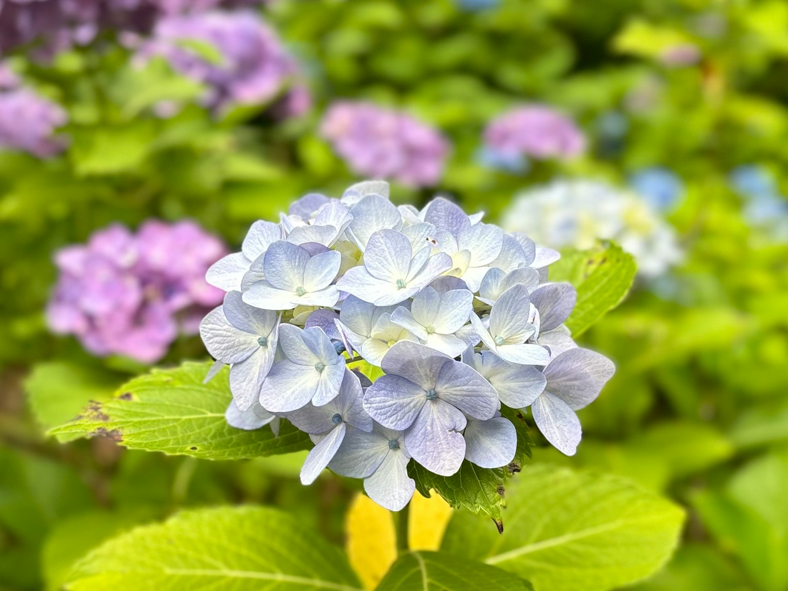 Nahaufnahme von Hortensienblüten in blassen Blau- und Violetttönen