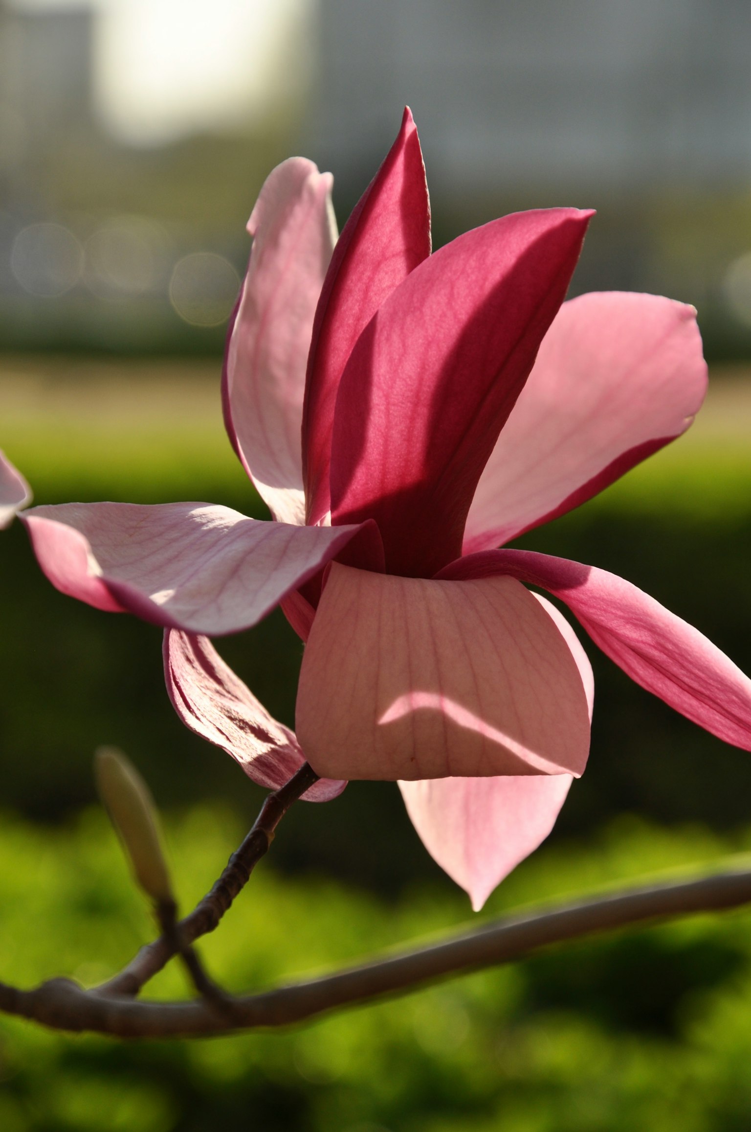 Magnolienblüte mit lebhaften rosa und weißen Blütenblättern