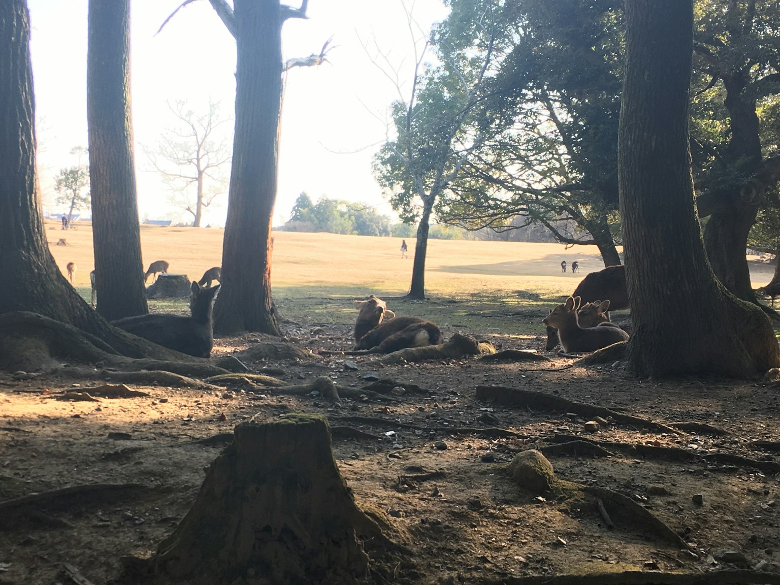 Malersicher Blick auf eine Wiese durch Bäume in einem Wald