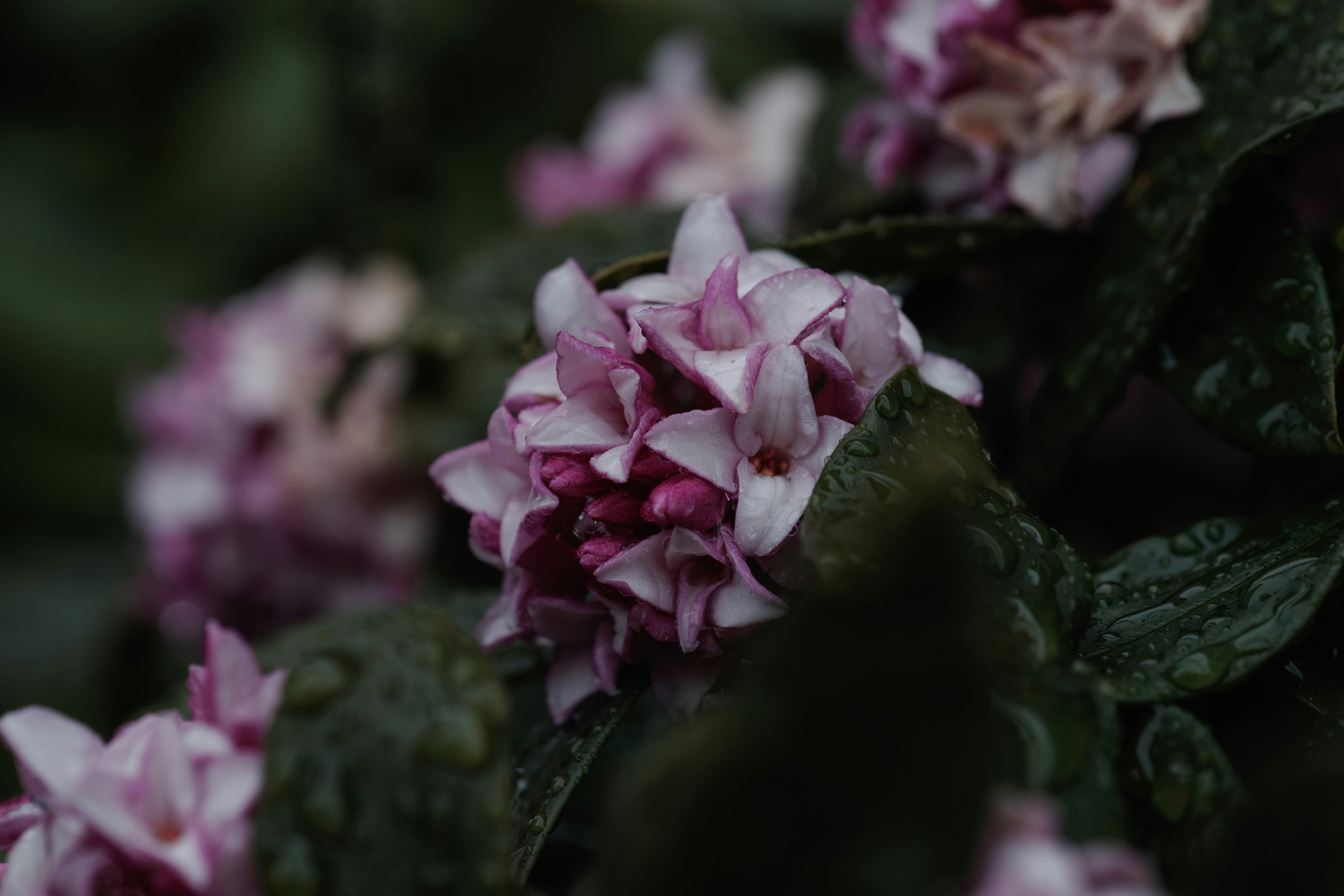 雨に濡れた沈丁花の花と葉のクローズアップ