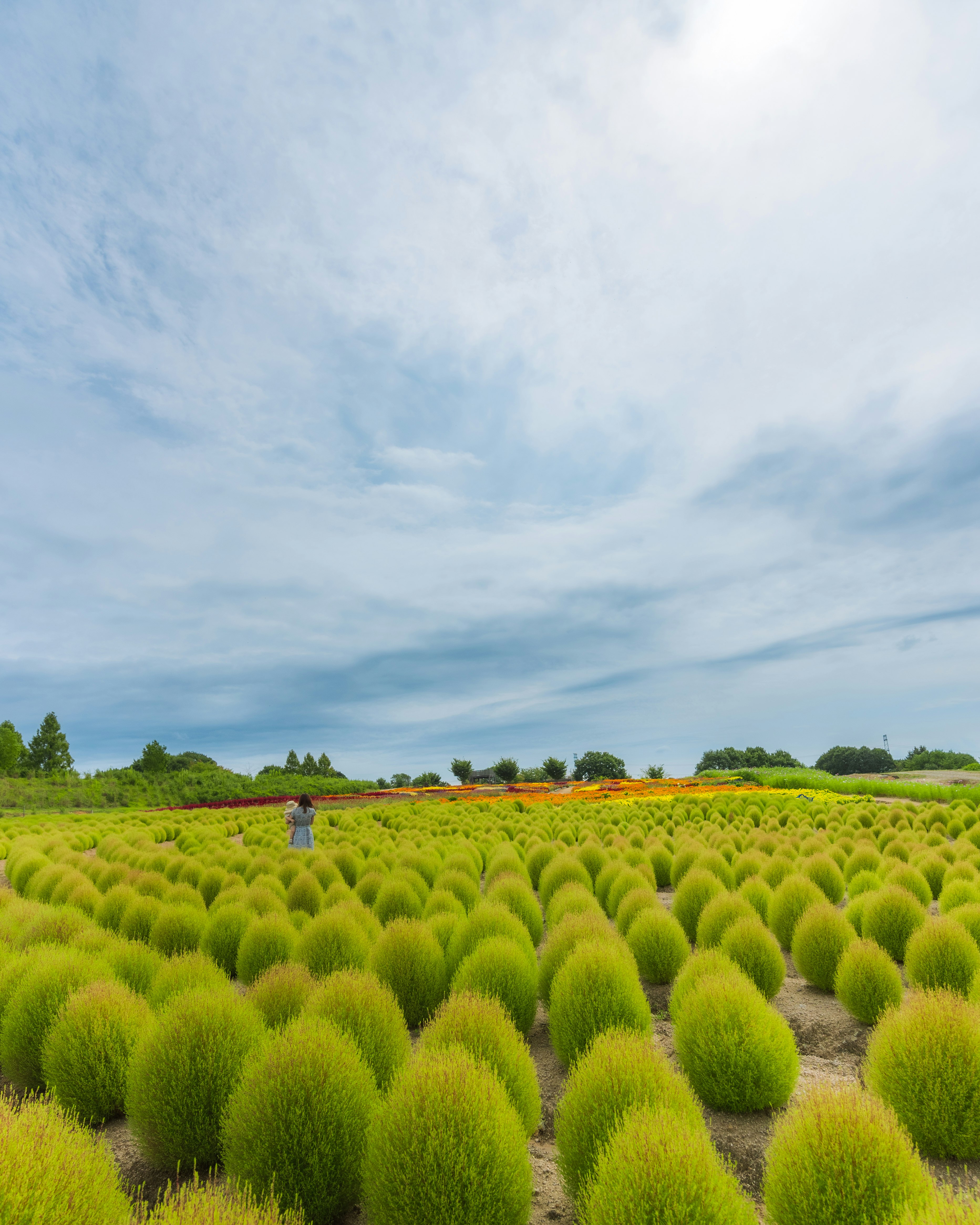 鮮やかな緑の花畑が広がる風景