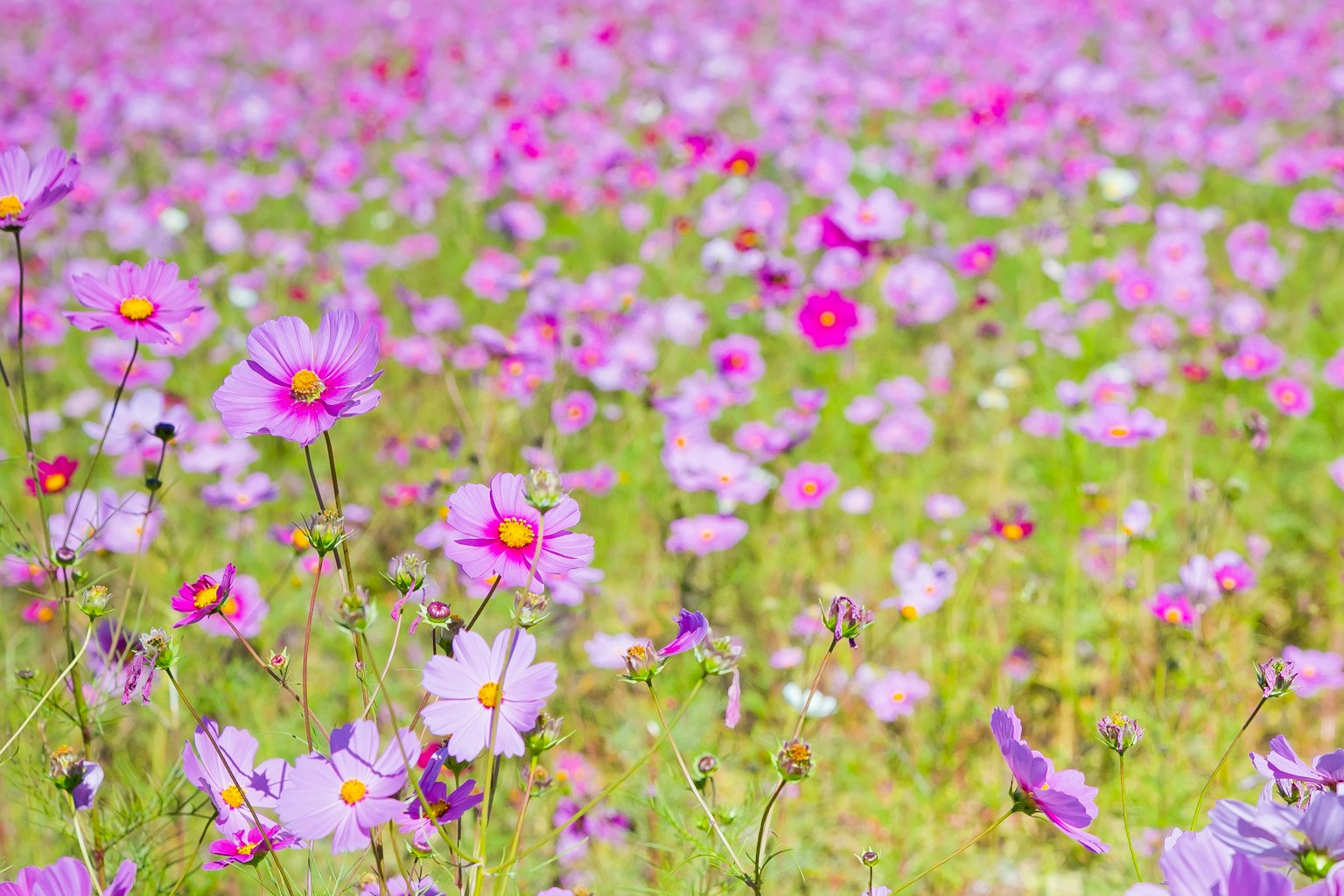 Ladang luas bunga cosmos ungu yang mekar