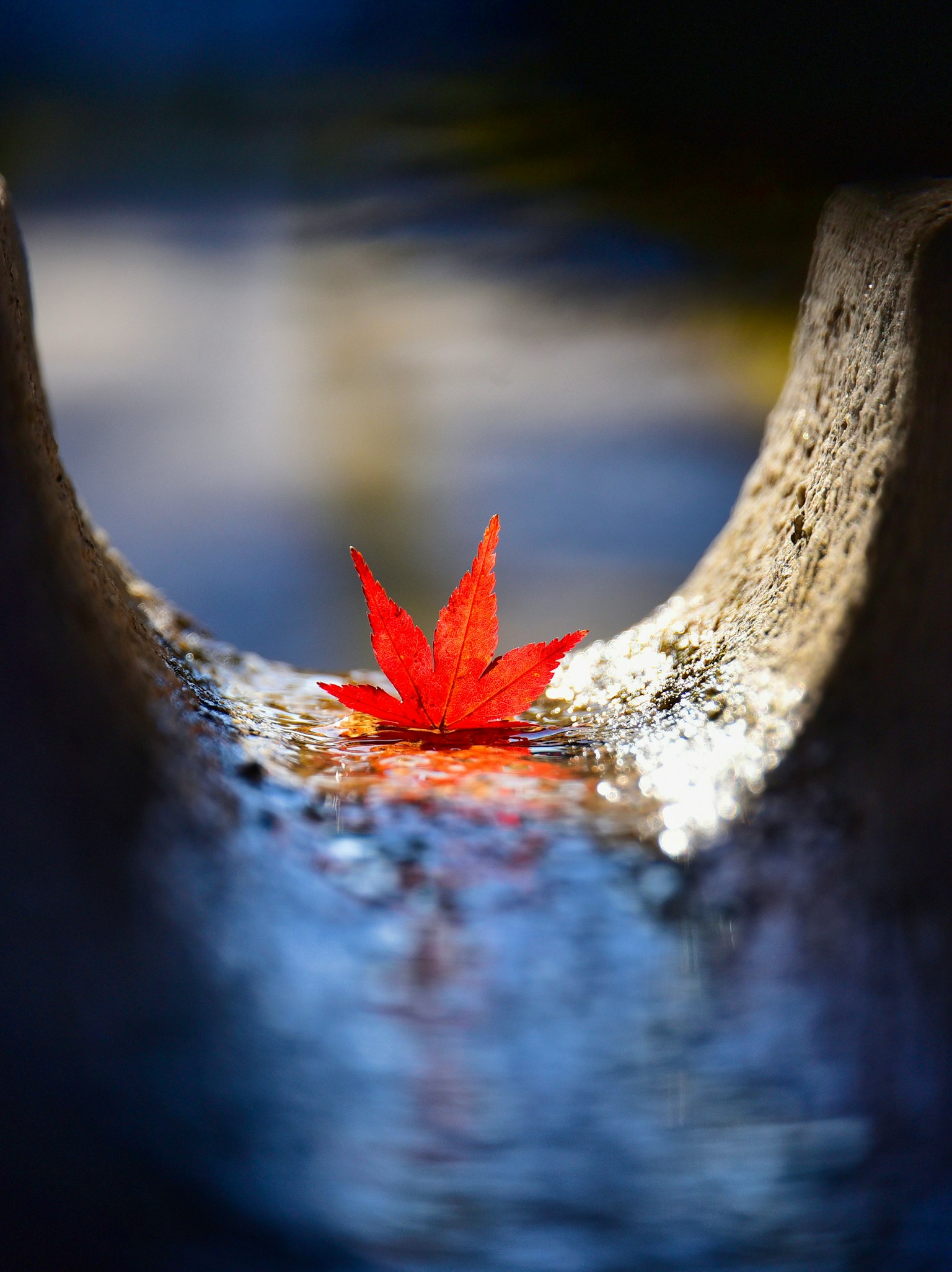 水の中に浮かぶ赤いもみじの葉と周囲のぼやけた背景