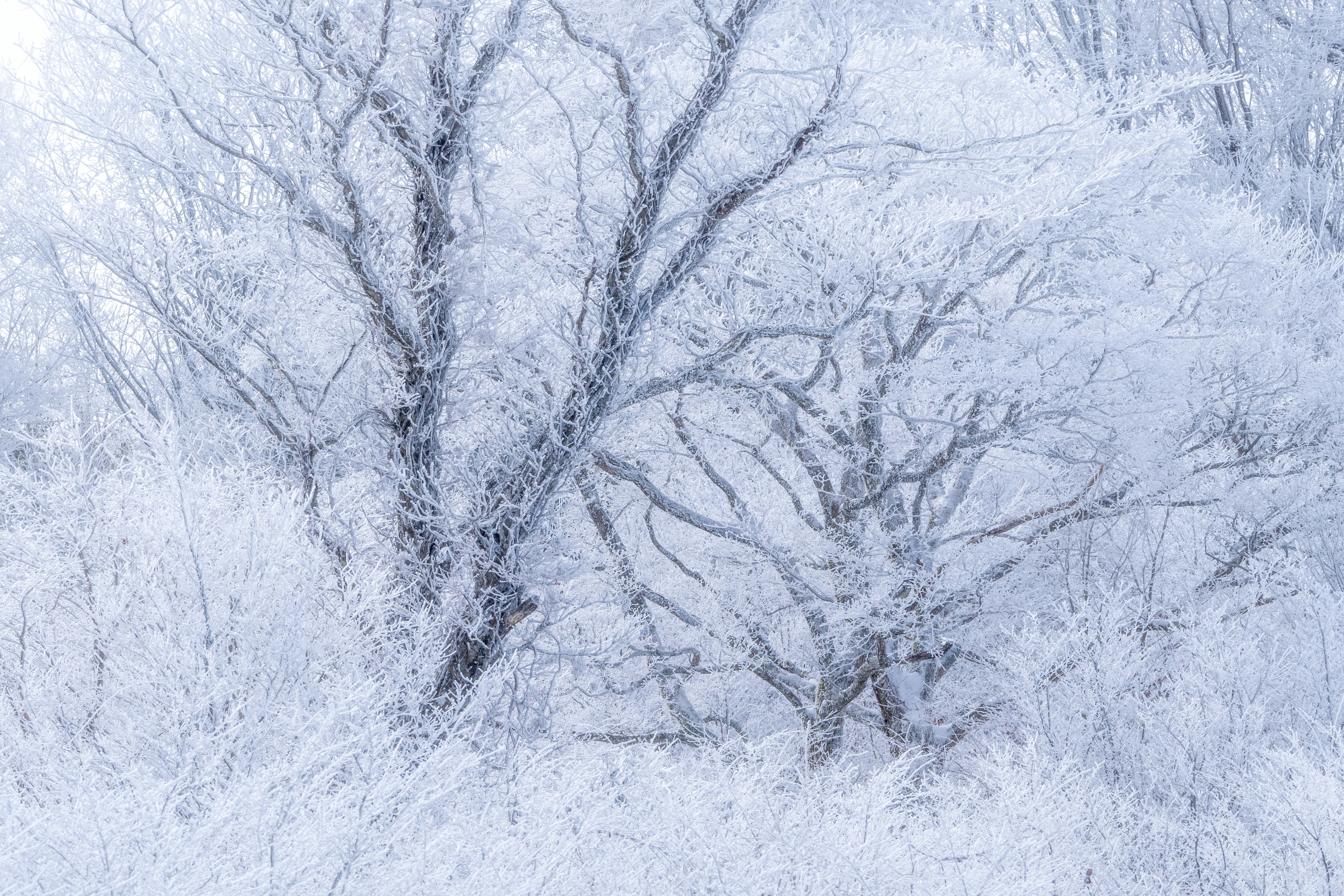 覆蓋白雪的冬季樹木與伸展樹枝