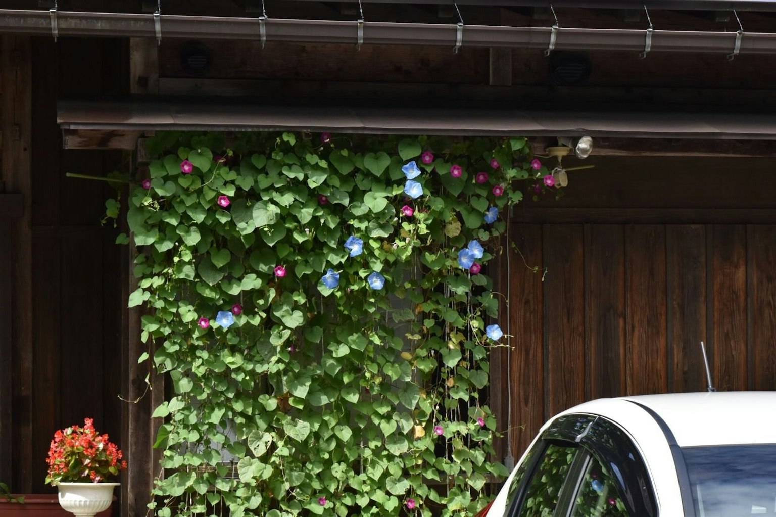 Kletternde blaublühende Pflanzen an einer Holzwand mit einem weißen Auto