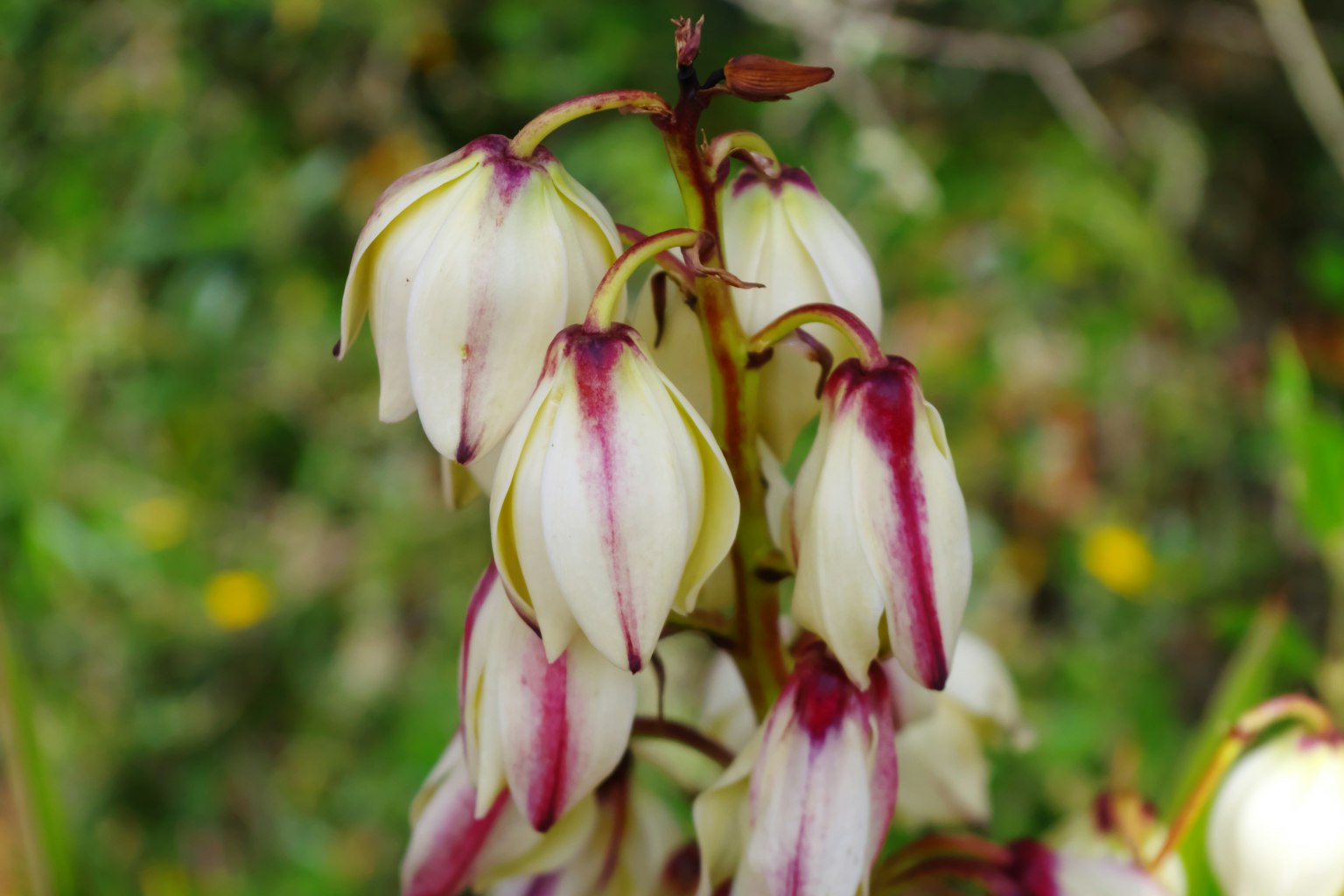 Nahaufnahme einer Pflanze mit weißen und roten Blütenblättern, die einer Lilie ähneln