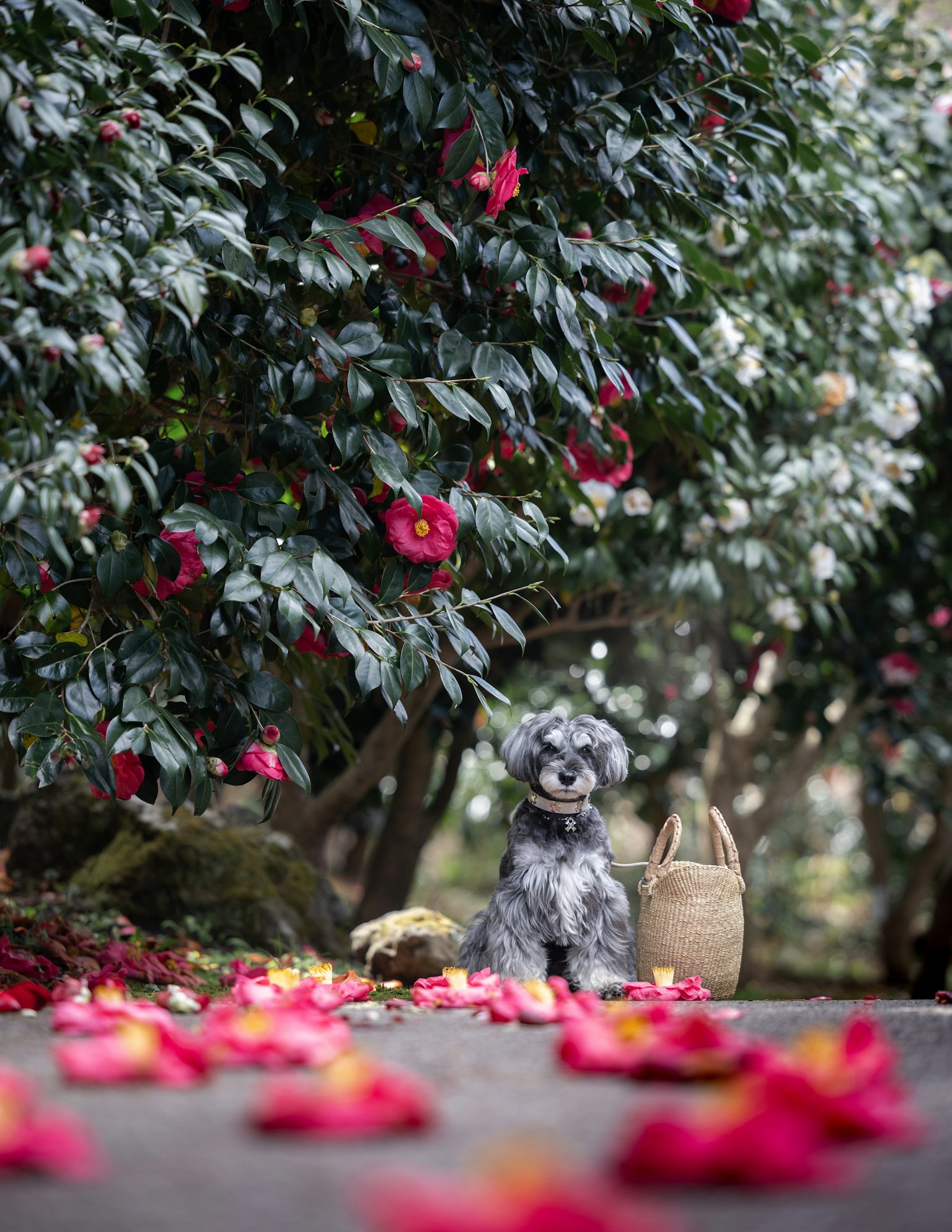 A plush dog sitting in front of a flowering tree with red flowers and scattered petals