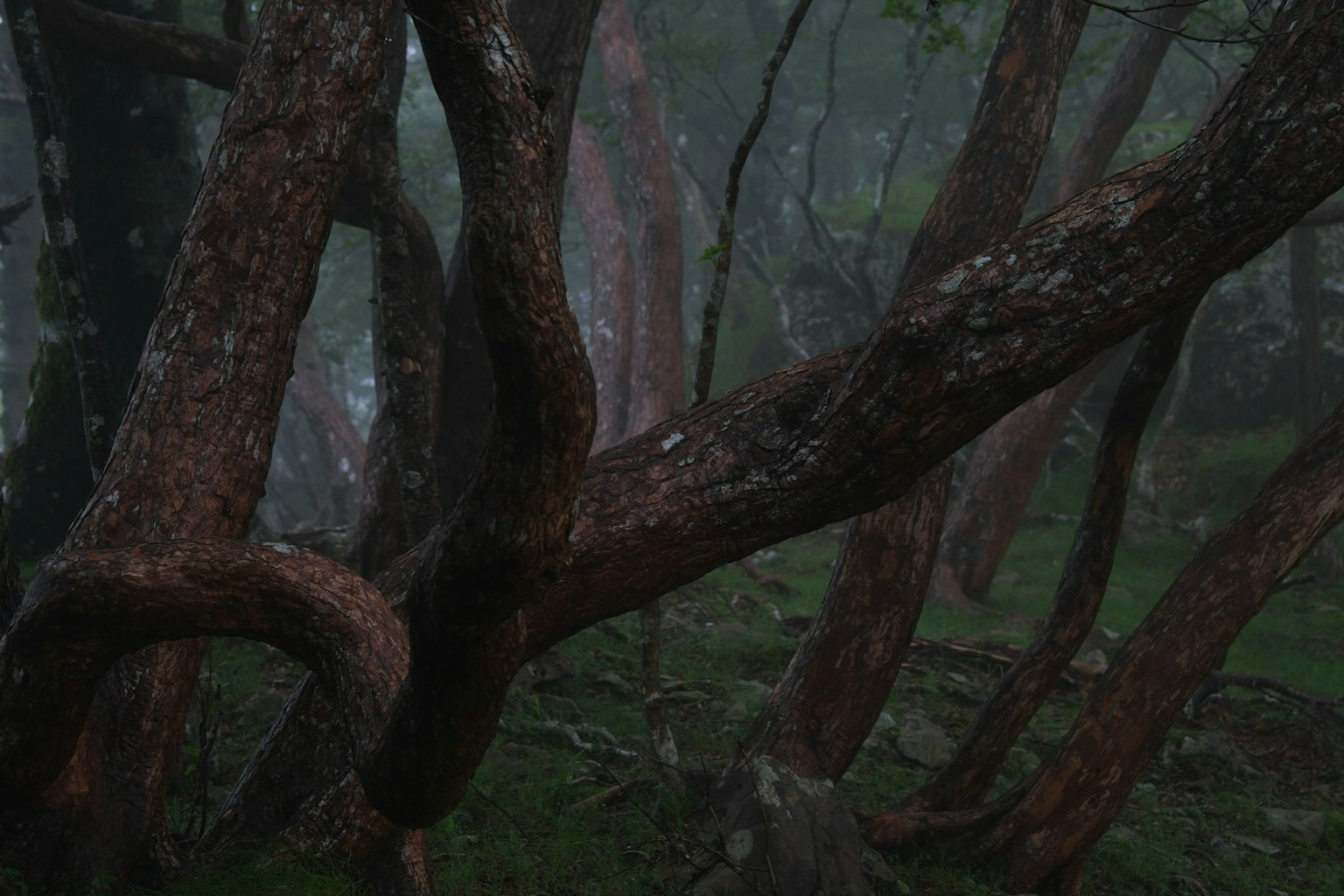Alberi contorti in una foresta nebbiosa