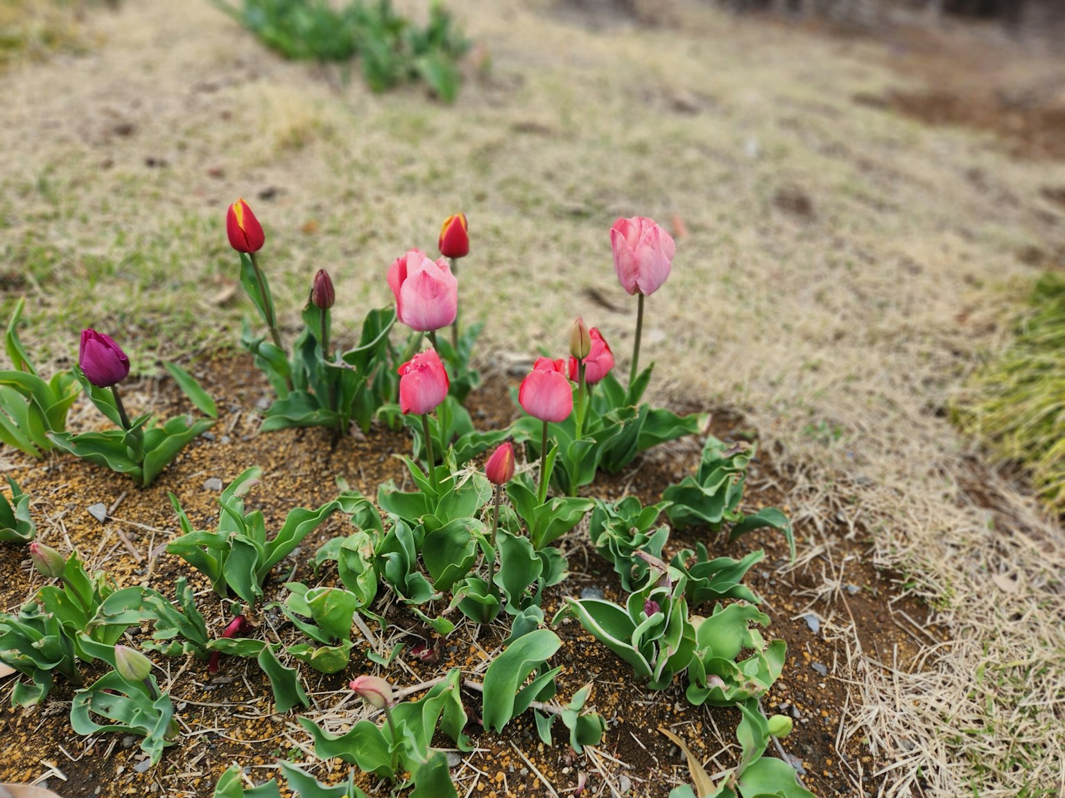 Tulip berwarna-warni mekar di taman