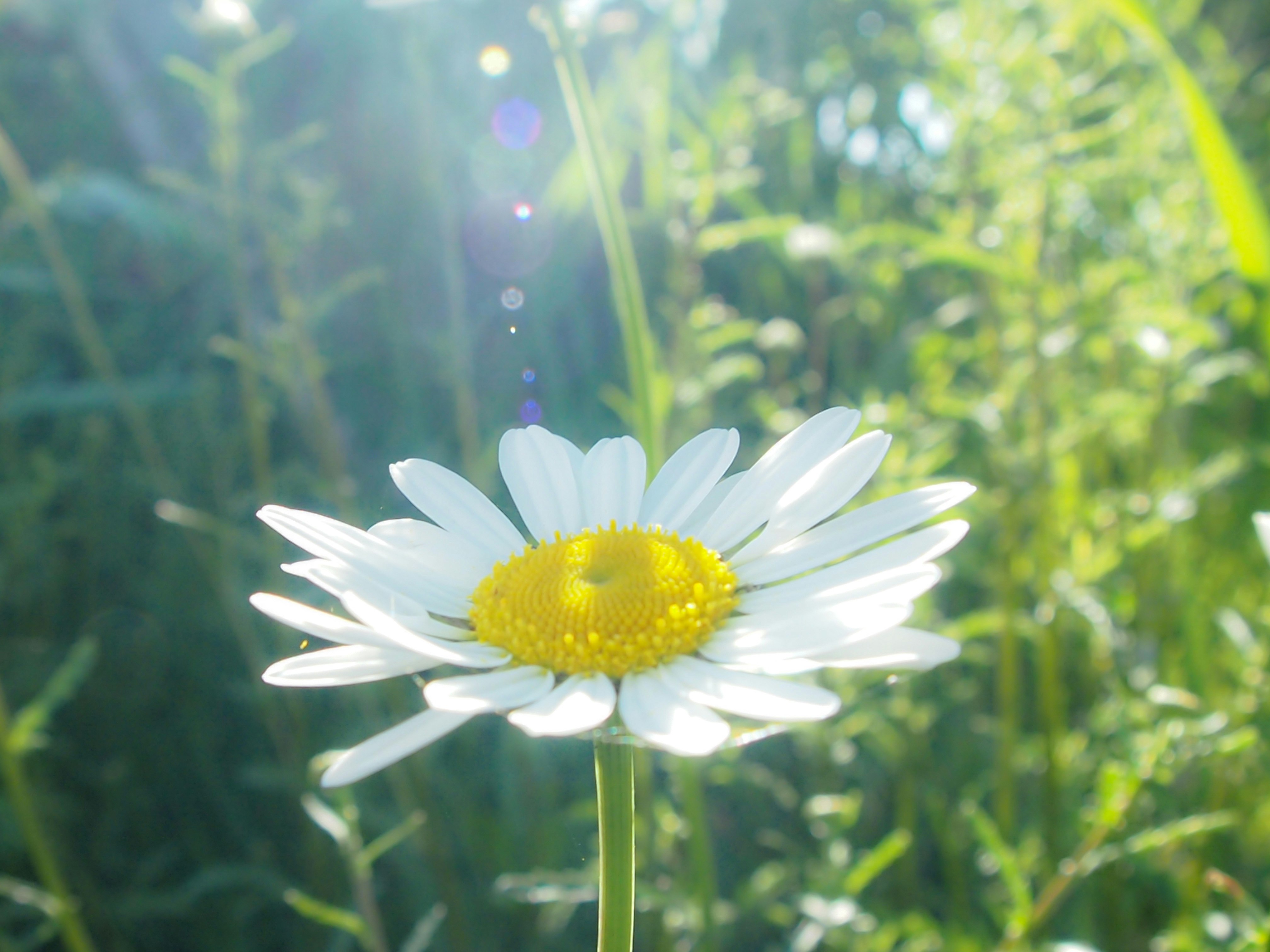 草むらで咲く白いマーガレットの花