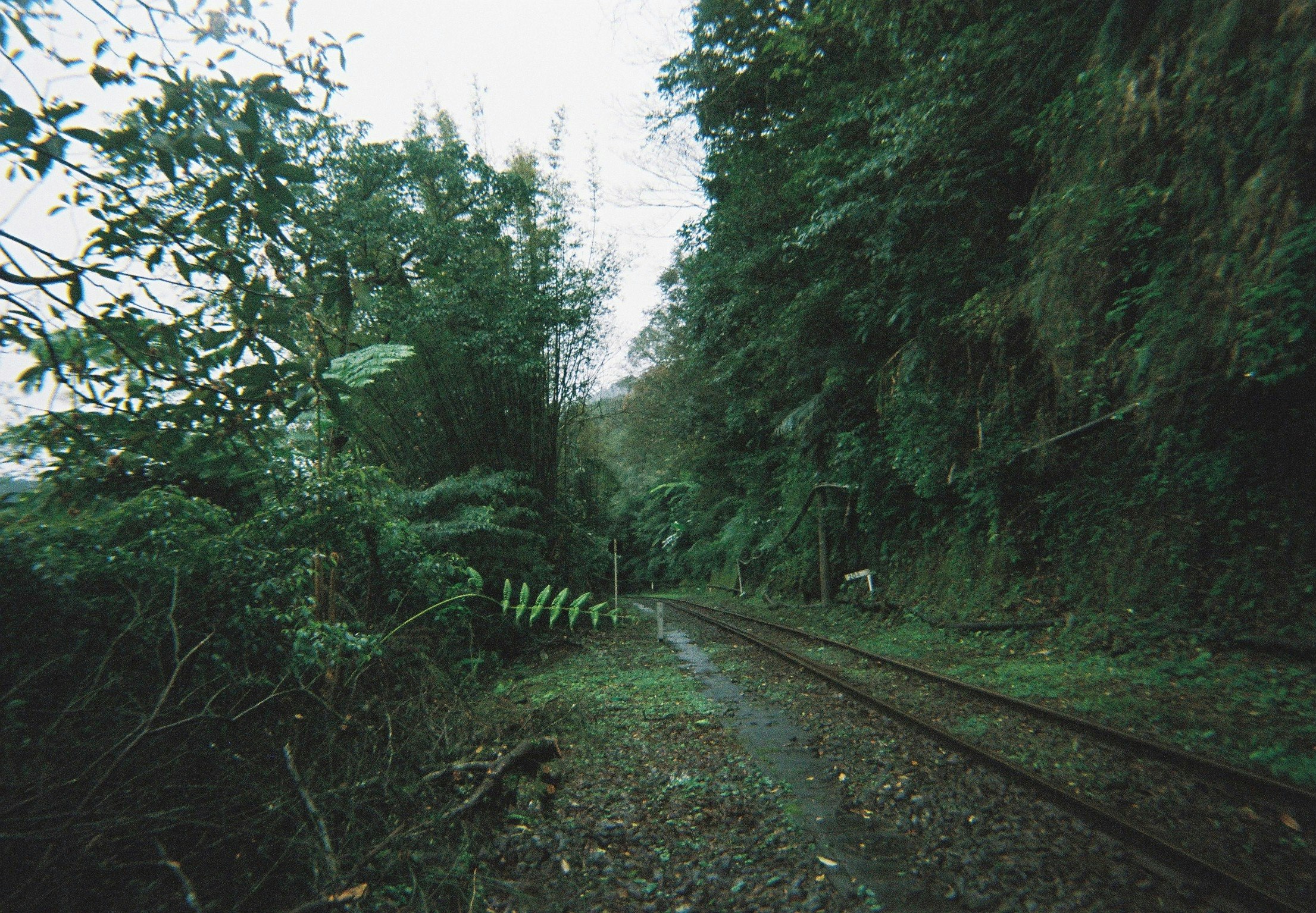ein Weg mit Bahngleisen durch üppiges Grün