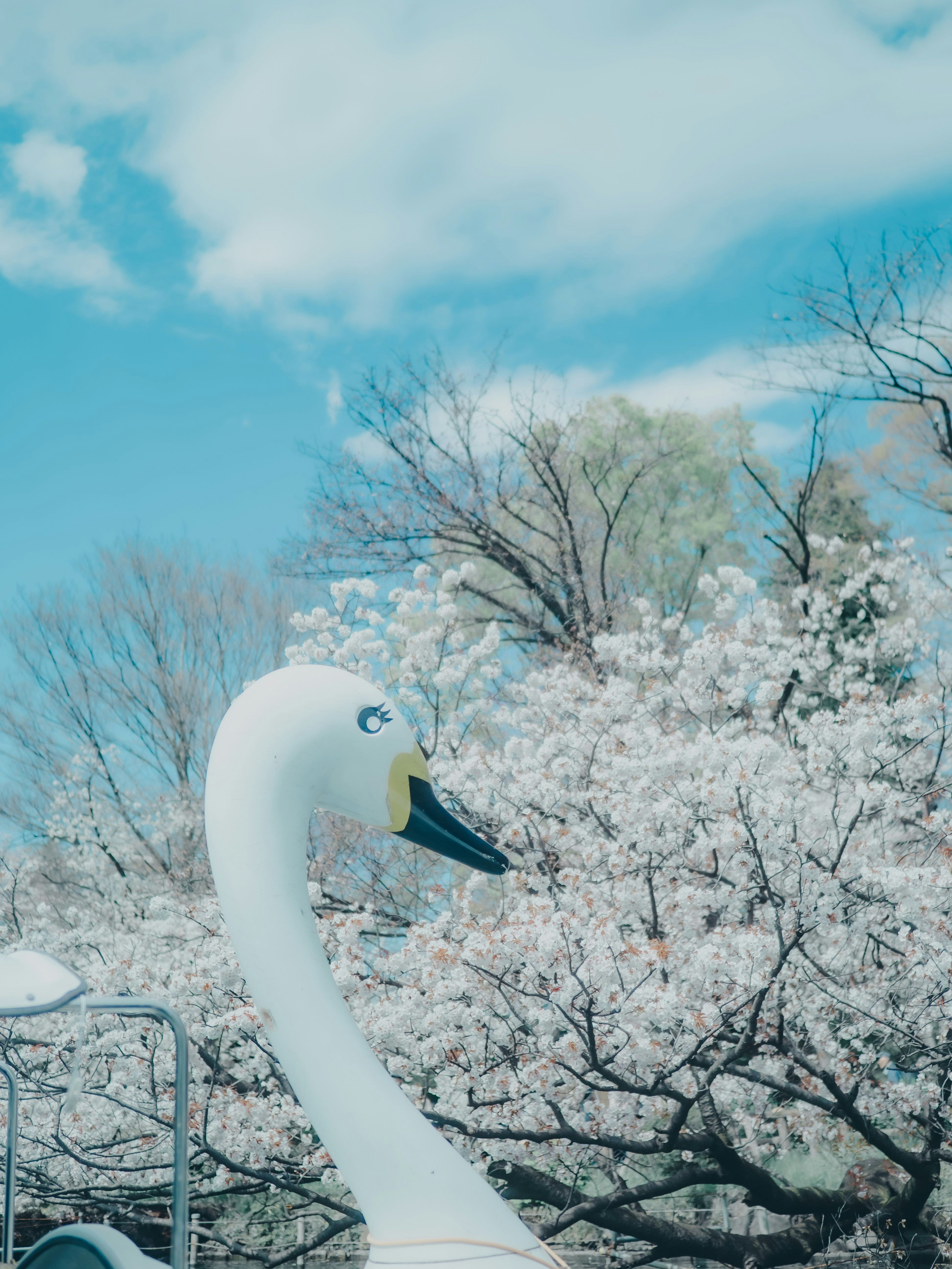 白い白鳥と満開の桜が並ぶ春の風景