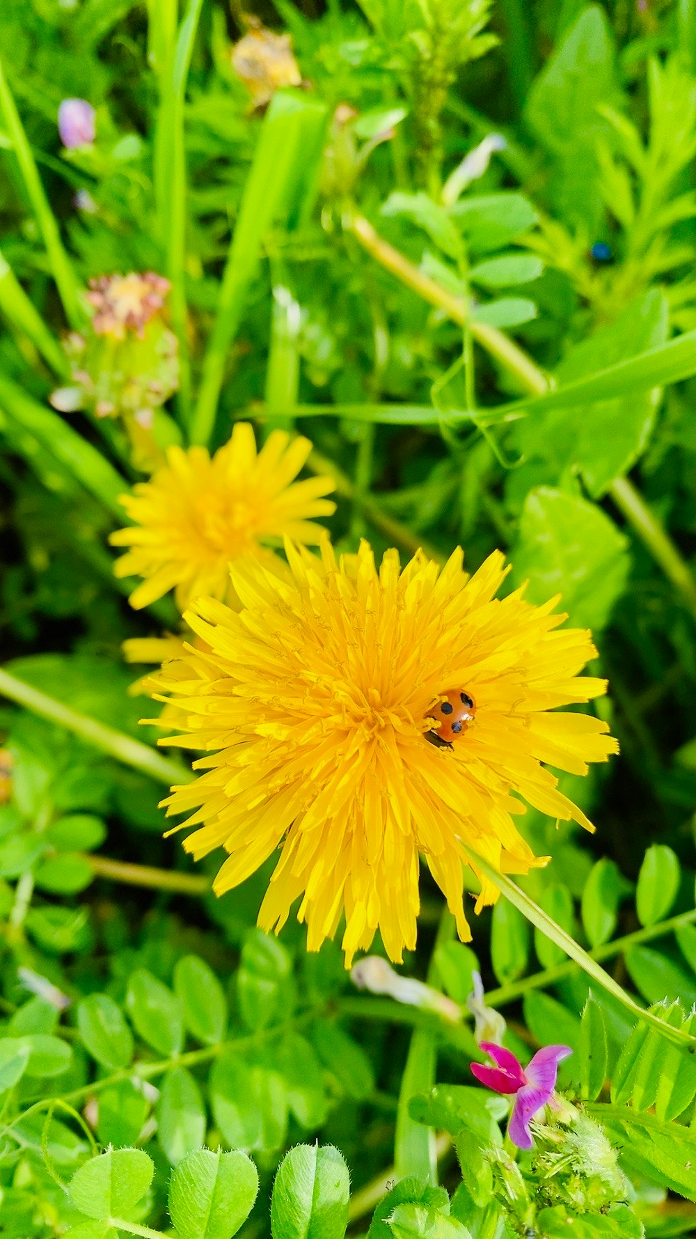 dandelion flowers with a seven-spotted ladybug in the grass