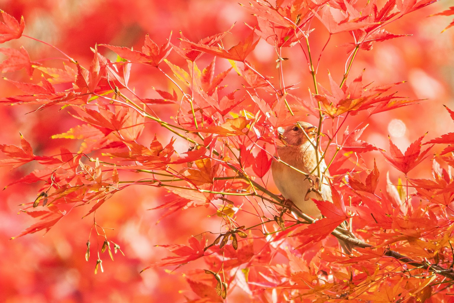 Una hermosa escena de un pequeño pájaro posado en un árbol de arce rojo