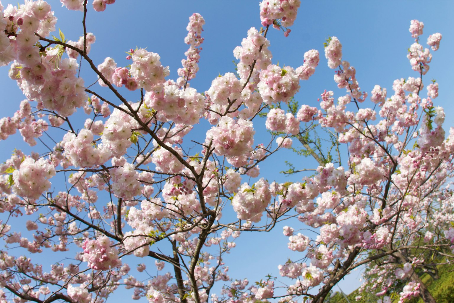 Rami di ciliegio in fiore sotto un cielo blu