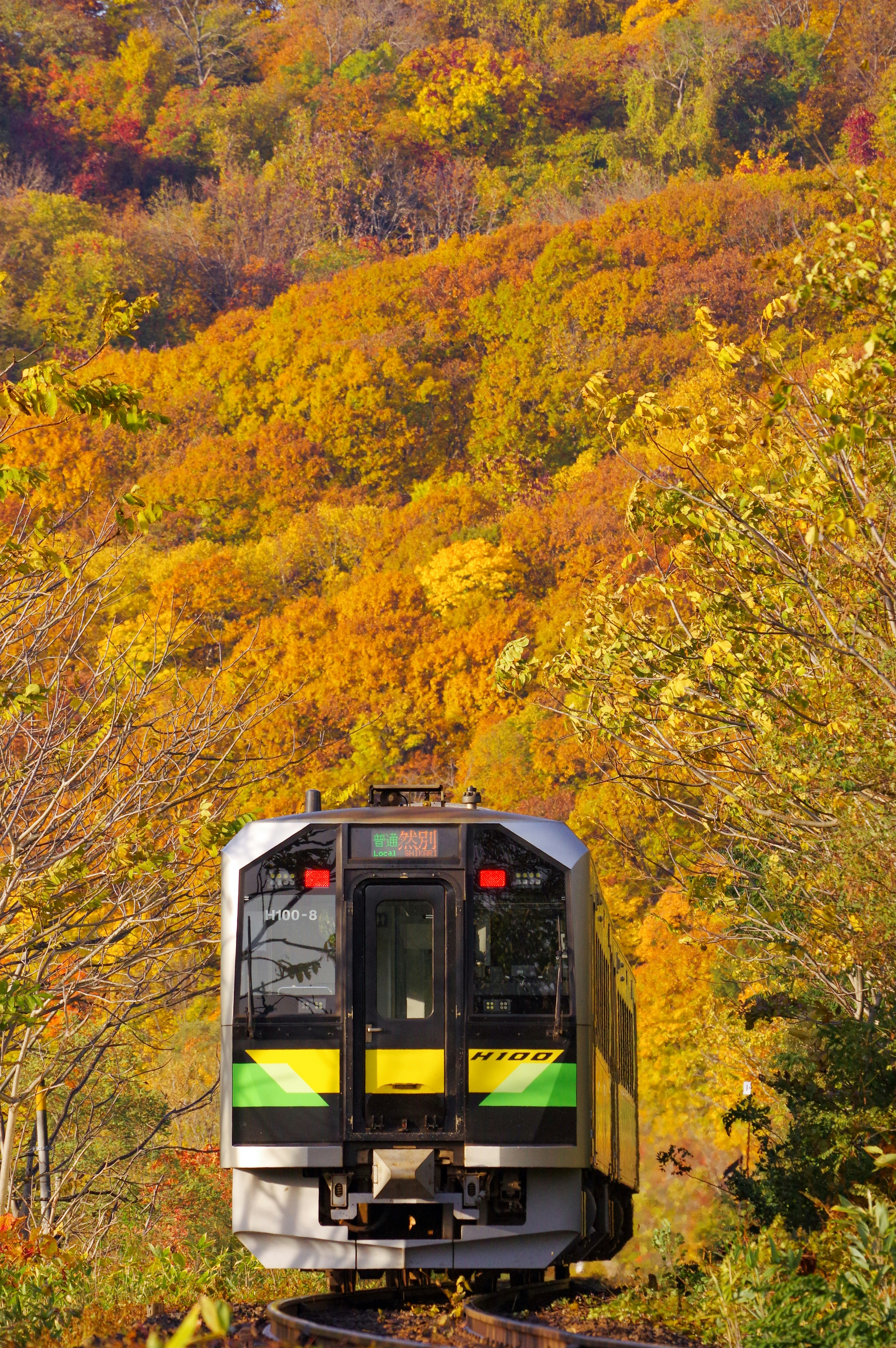 紅葉の山肌を走る列車の車両
