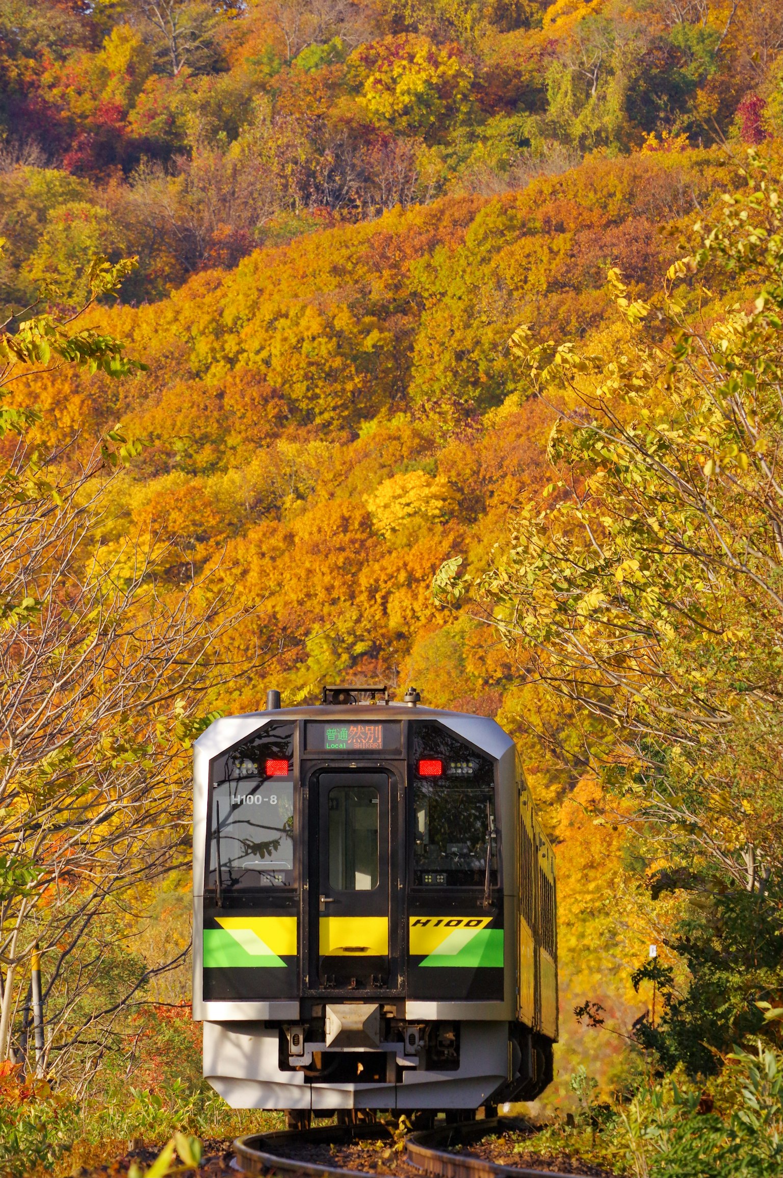 รถไฟมองจากด้านหลังท่ามกลางใบไม้เปลี่ยนสีที่สดใส