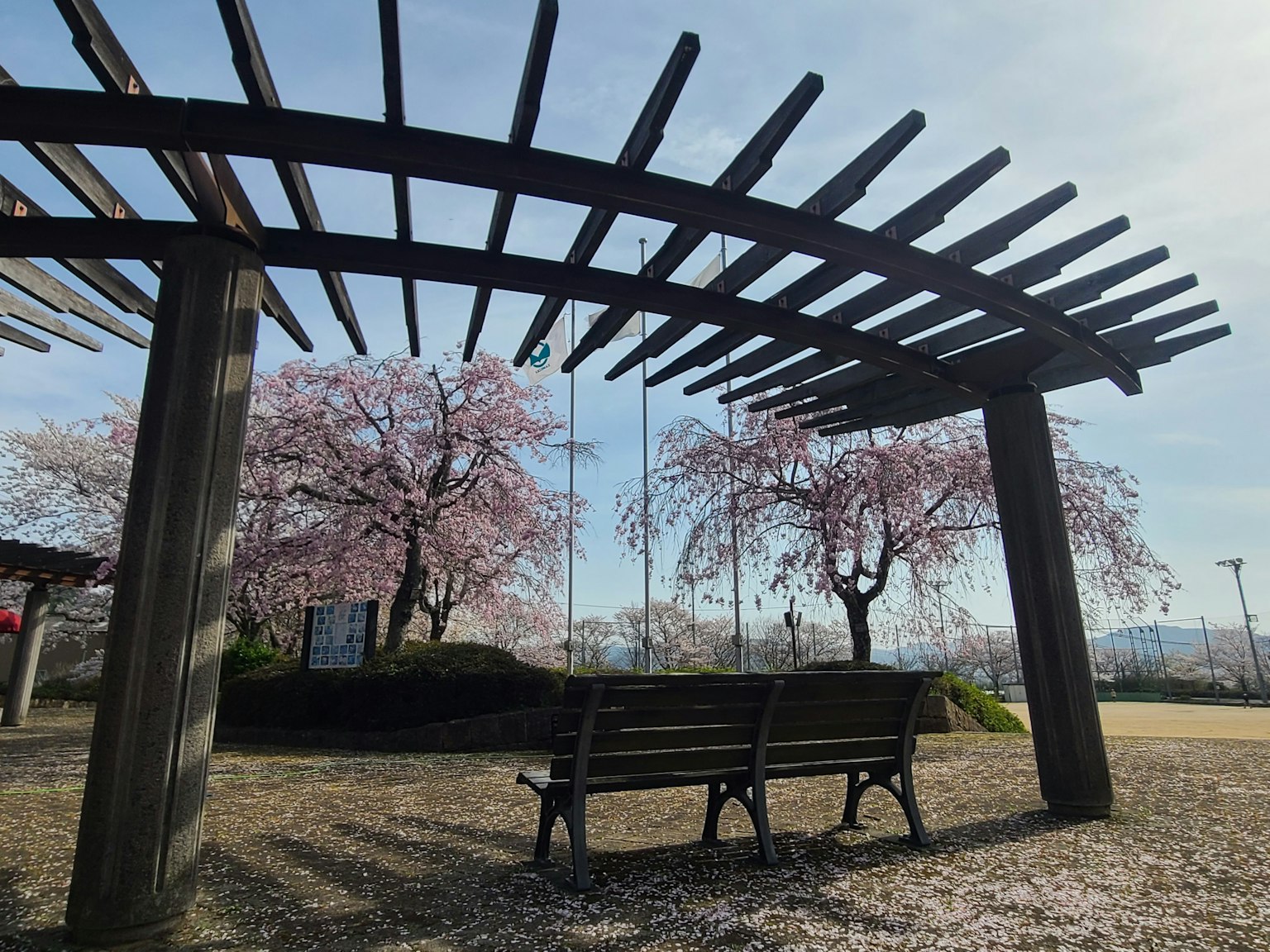 Xích đu và ghế trong công viên có cây anh đào