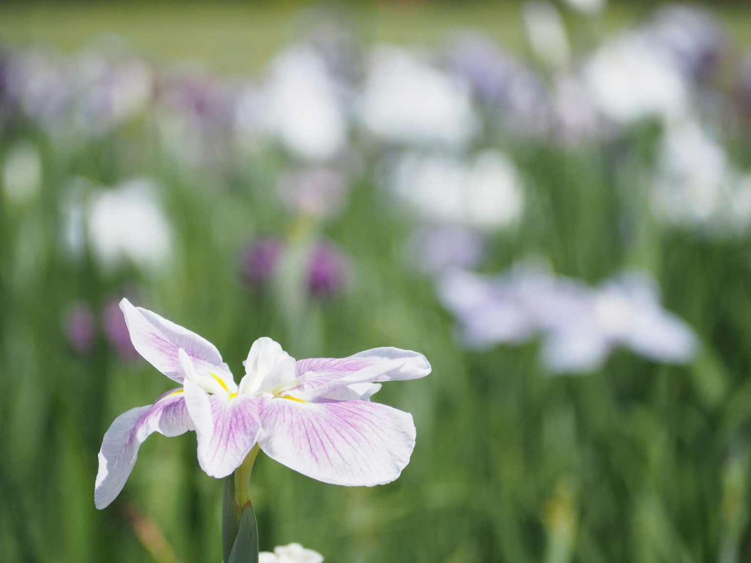 Beau paysage avec des fleurs violettes et blanches
