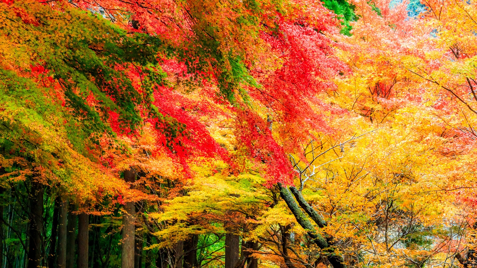 Feuillage d'automne vibrant avec un mélange de feuilles jaunes et rouges