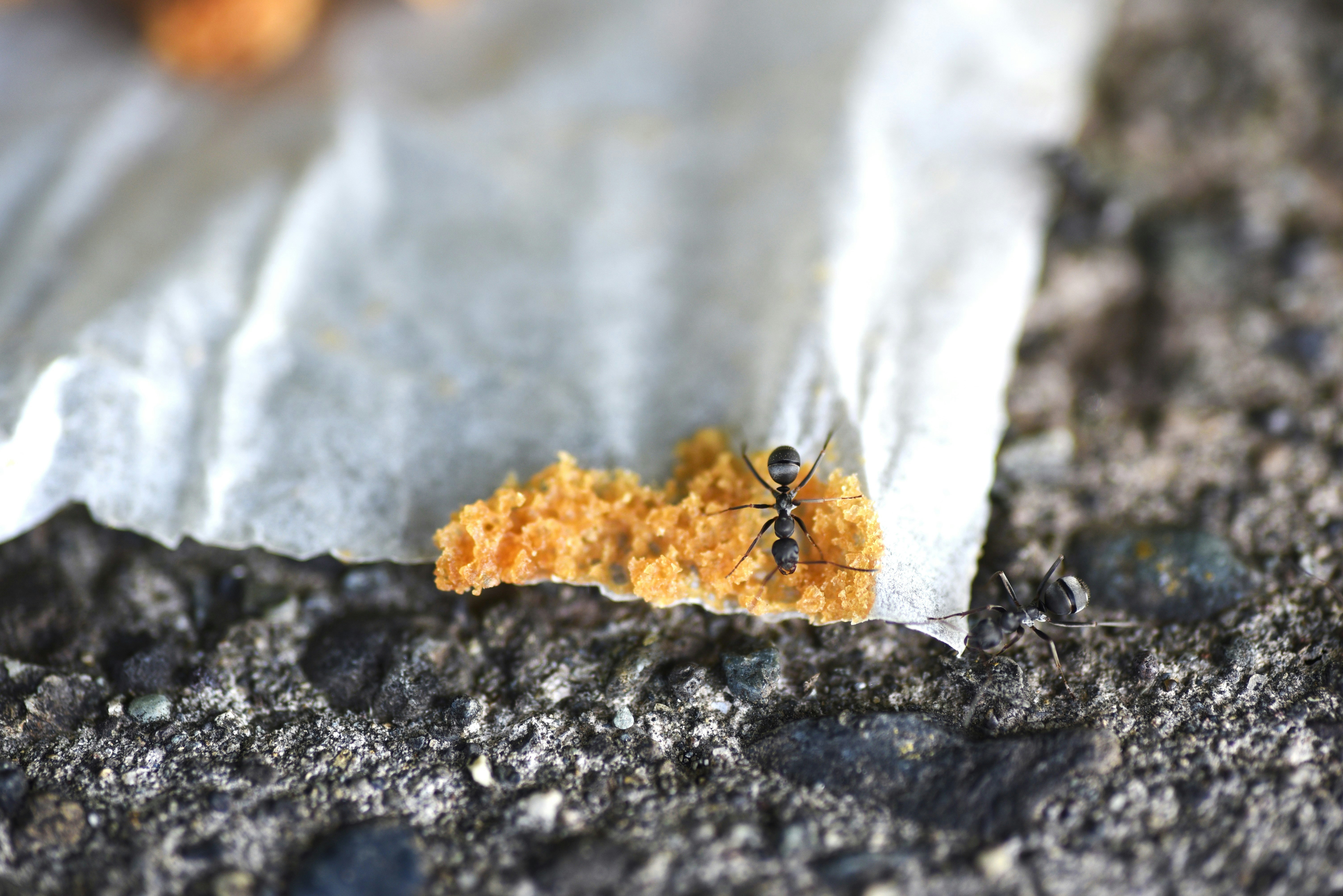 石の上にいる小さな昆虫とオレンジ色の花粉のような塊