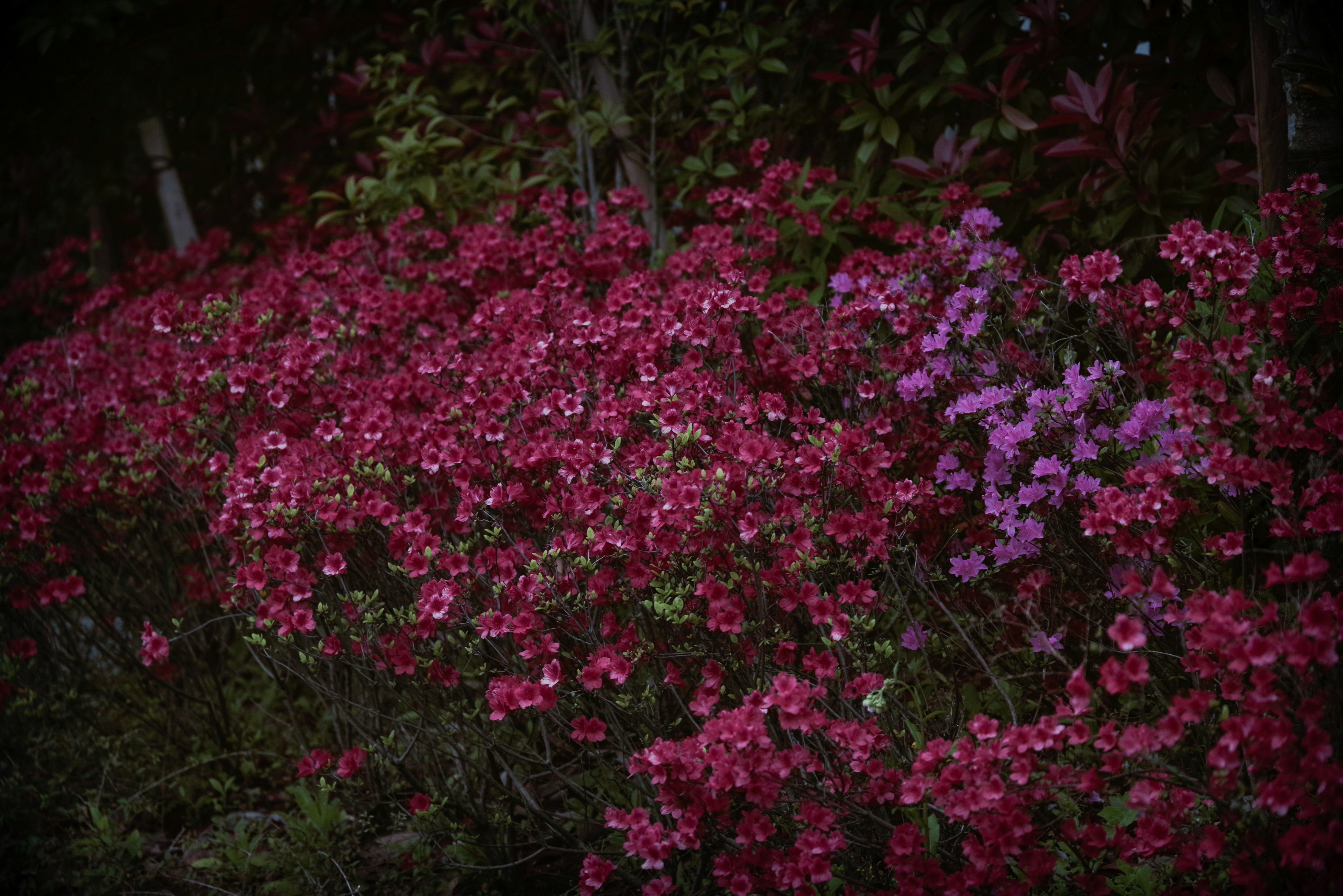 小ぶりのツツジの花が密に咲く花壇