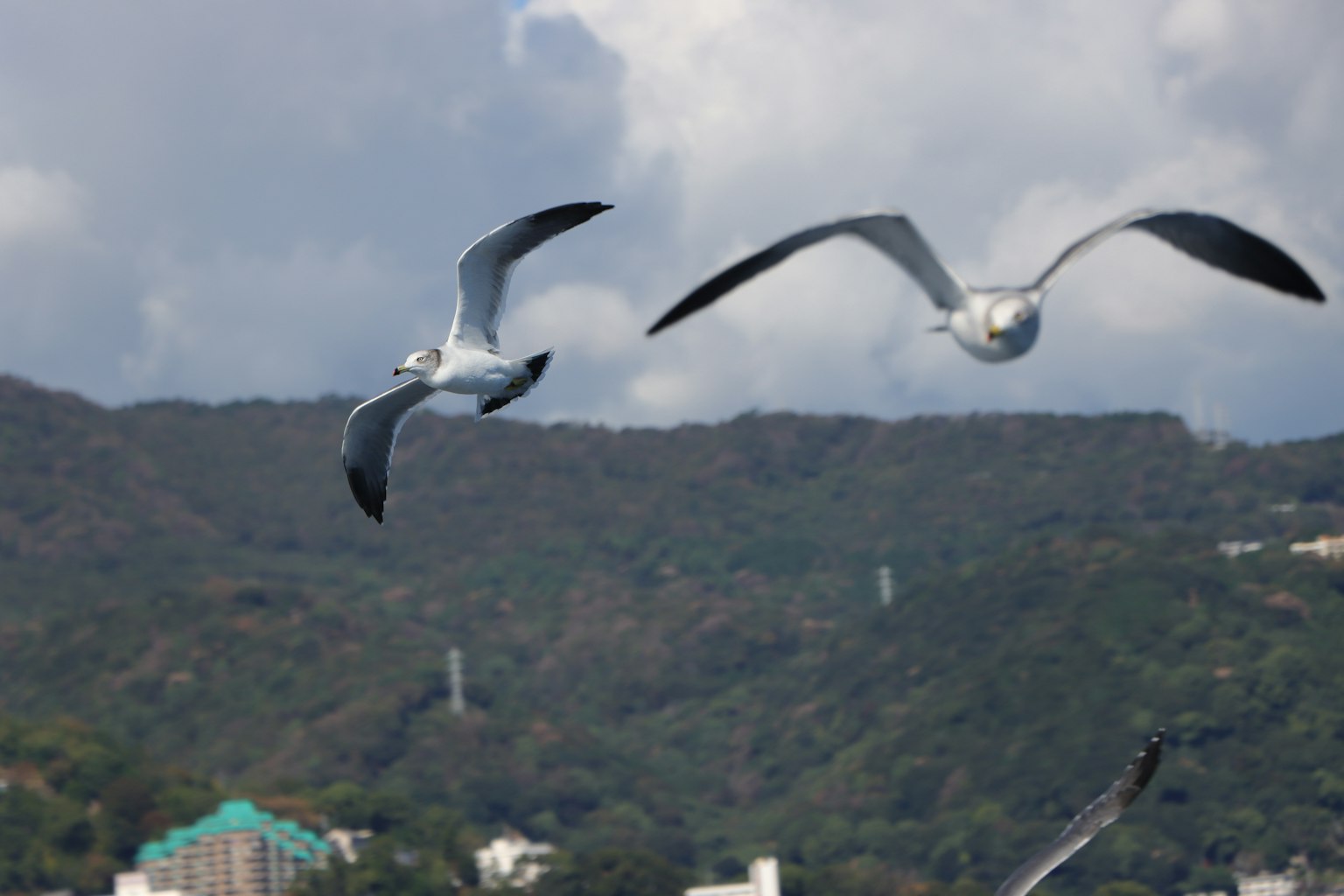 Zwei Möwen fliegen am Himmel mit einem bergigen Hintergrund