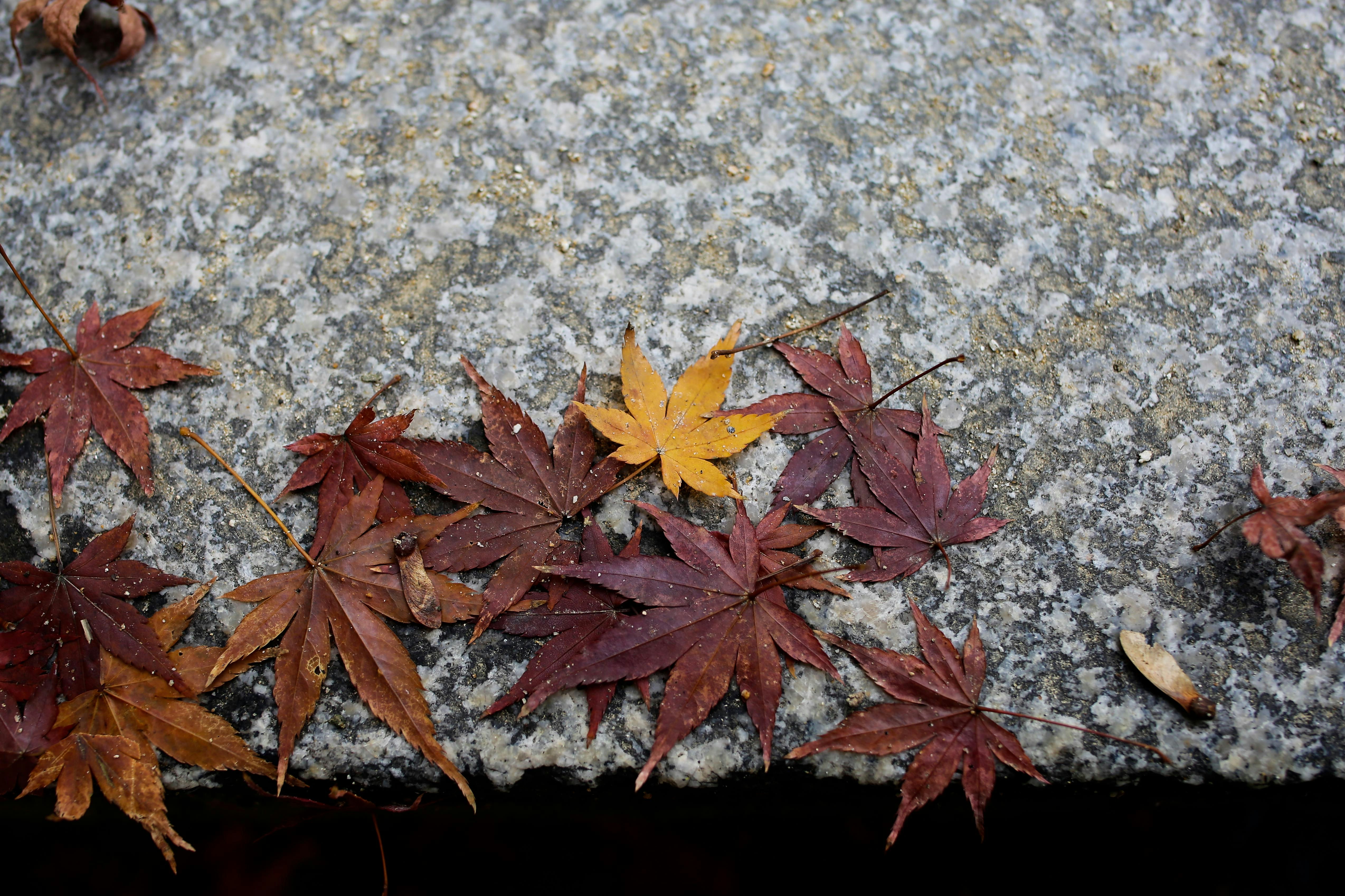 愛媛の東雲神社の石畳に散る紅葉の葉