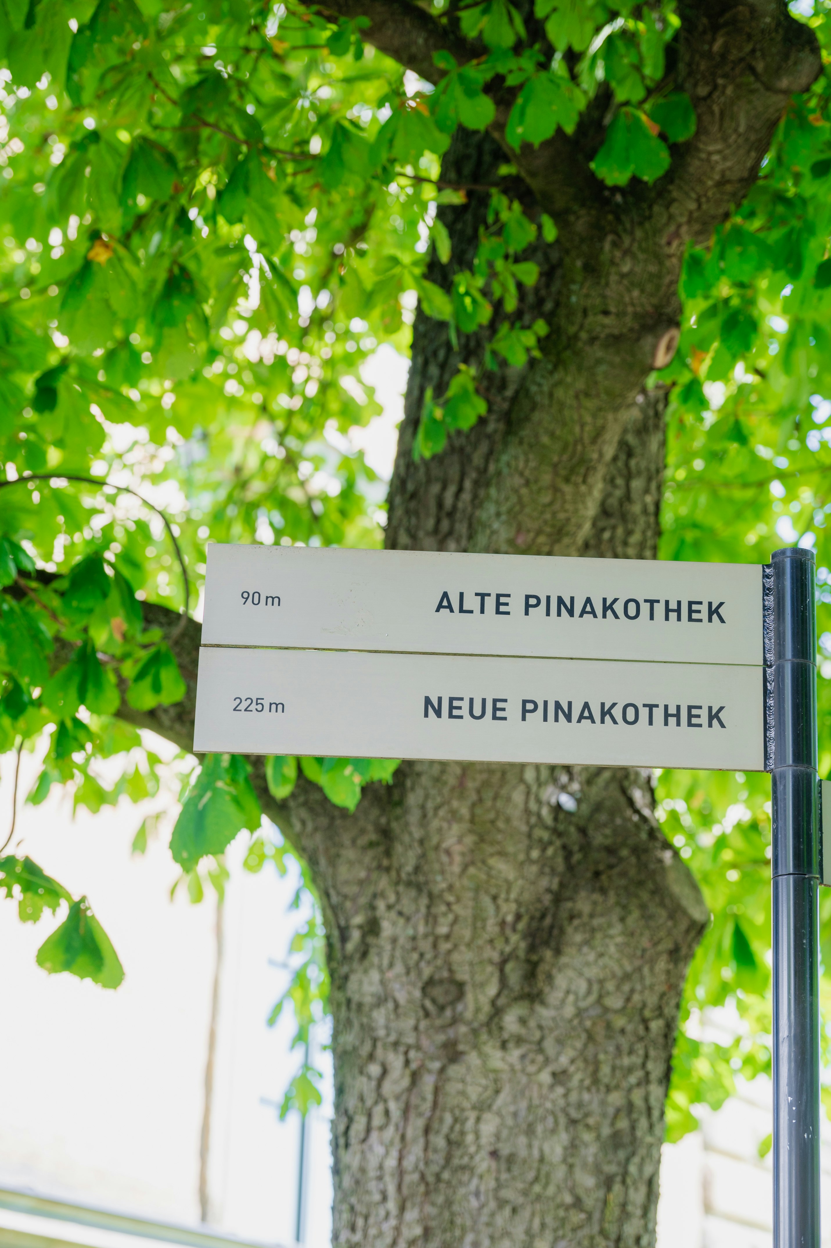 木の幹に掛かる「ALTE PINAKOTHEK」「NEUE PINAKOTHEK」の案内板のある風景