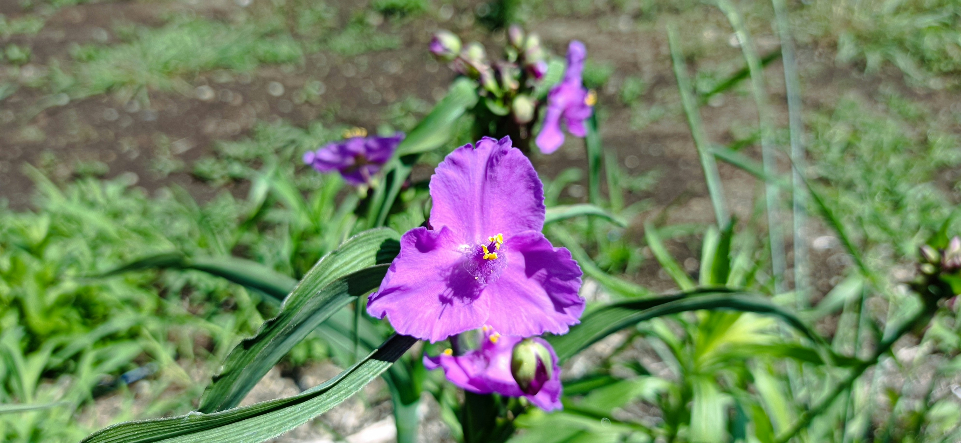 Purple dayflower (Tradescantia) blooming on grass