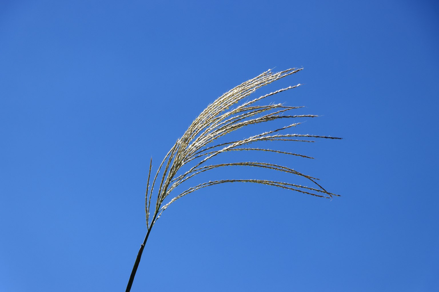 Ein schlanker Grashalm vor einem blauen Himmel