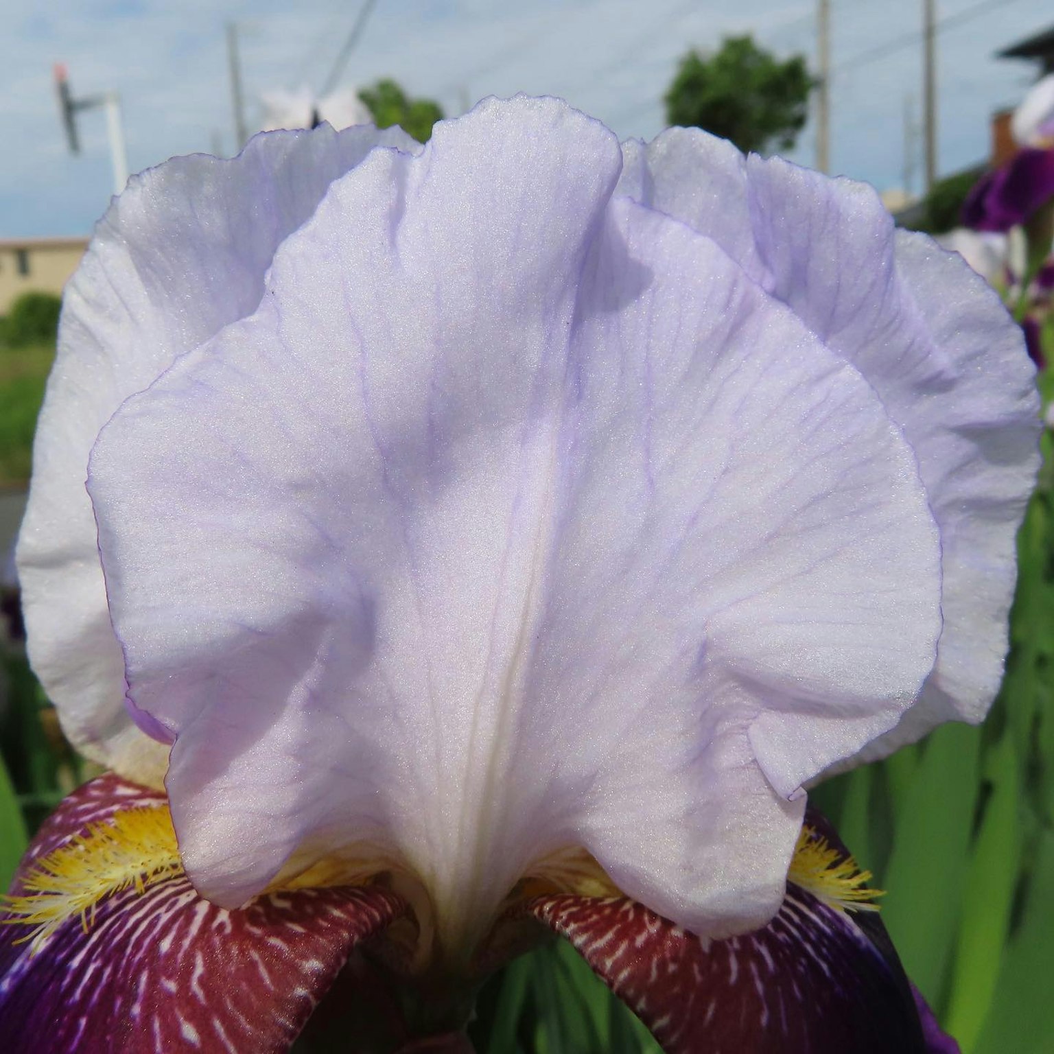 Rückansicht eines hellvioletten Irisblütenblattes