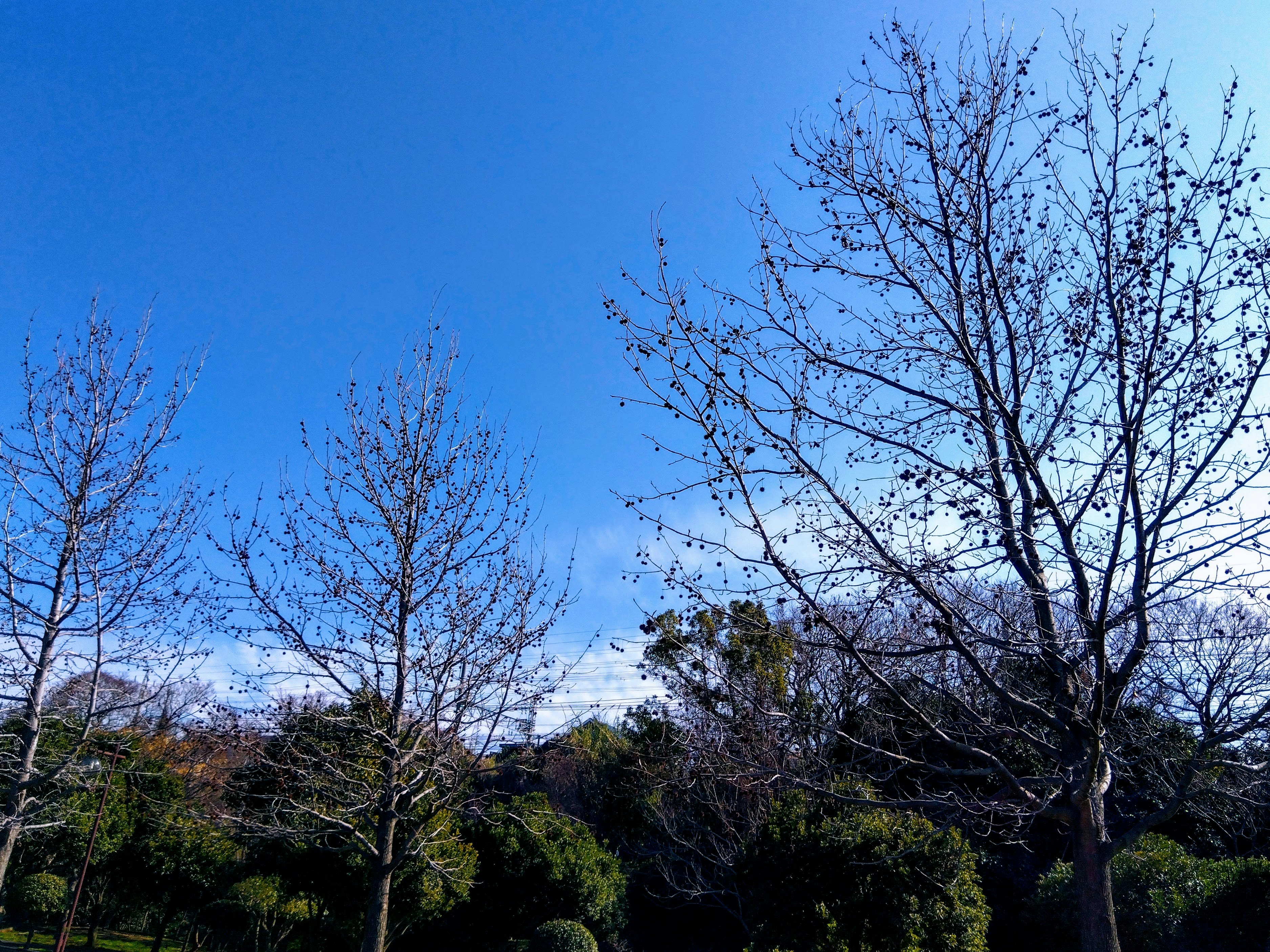 tree branches and a row of trees under a clear blue sky