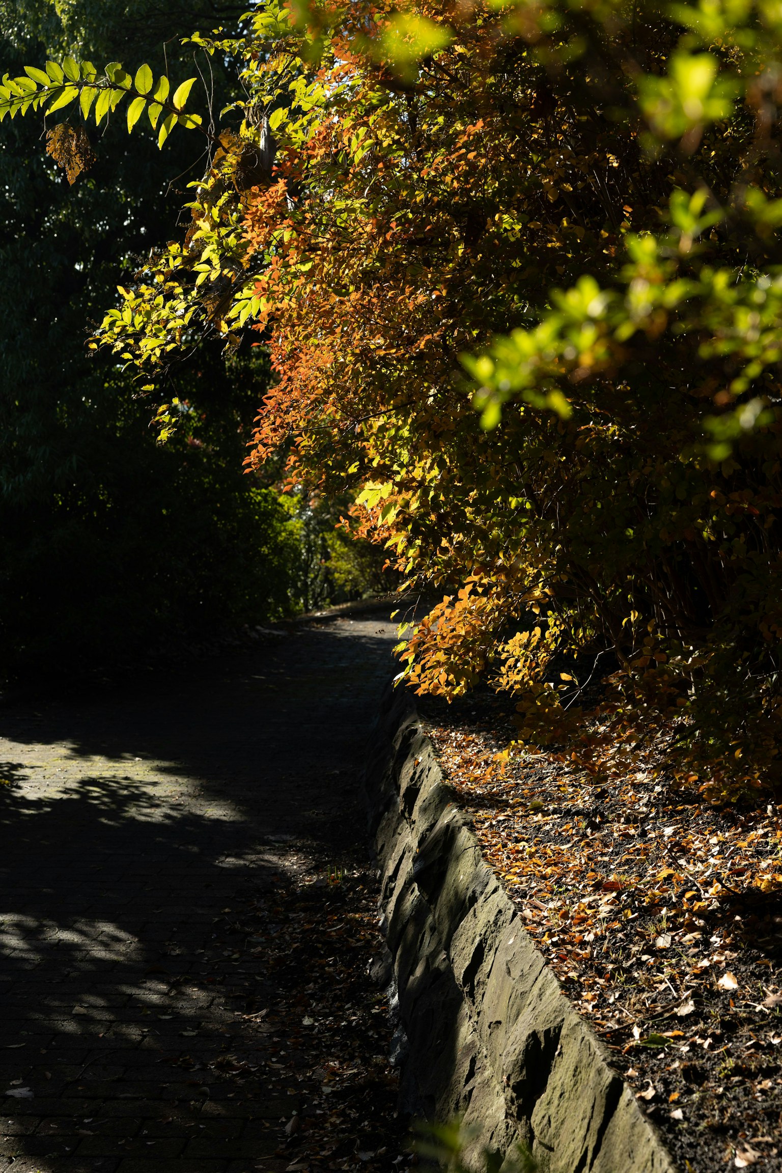 Weg umgeben von herbstlichem Laub mit lebhaften Farben