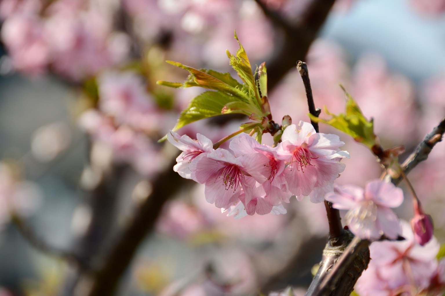 Primer plano de flores de cerezo en una rama
